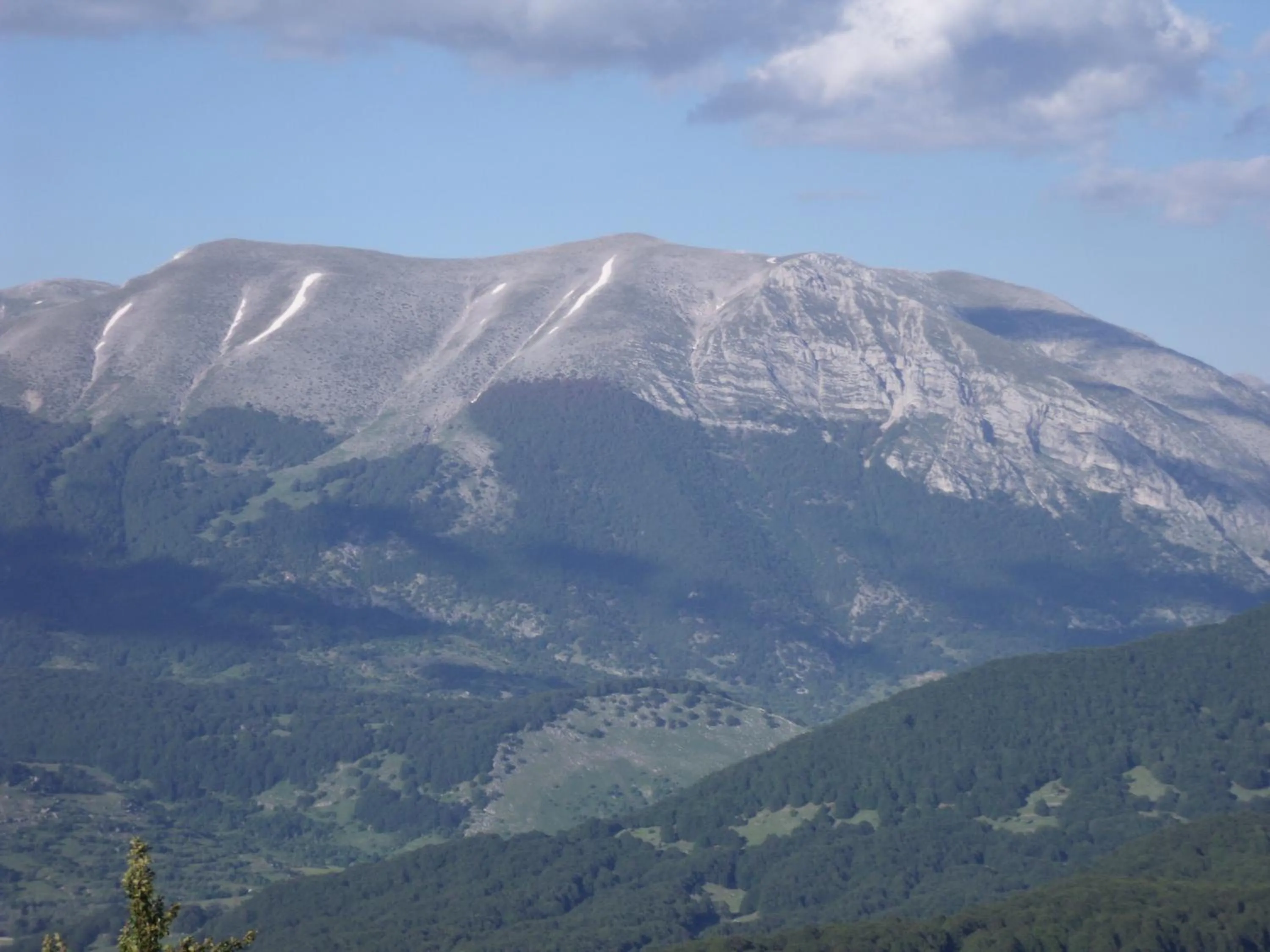 Activities in Dulcamara