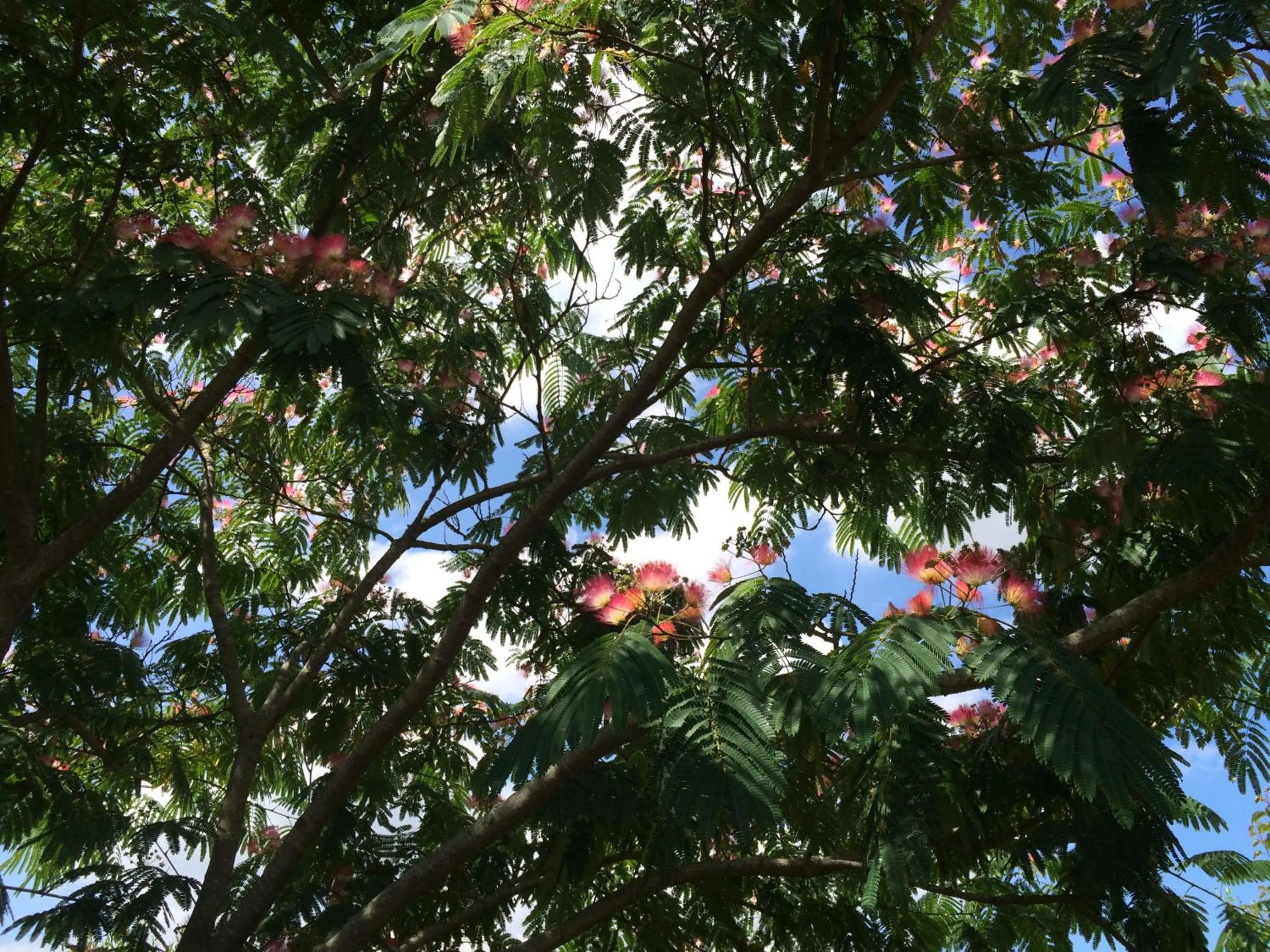 Garden in Chambres d'hôtes de La Roche