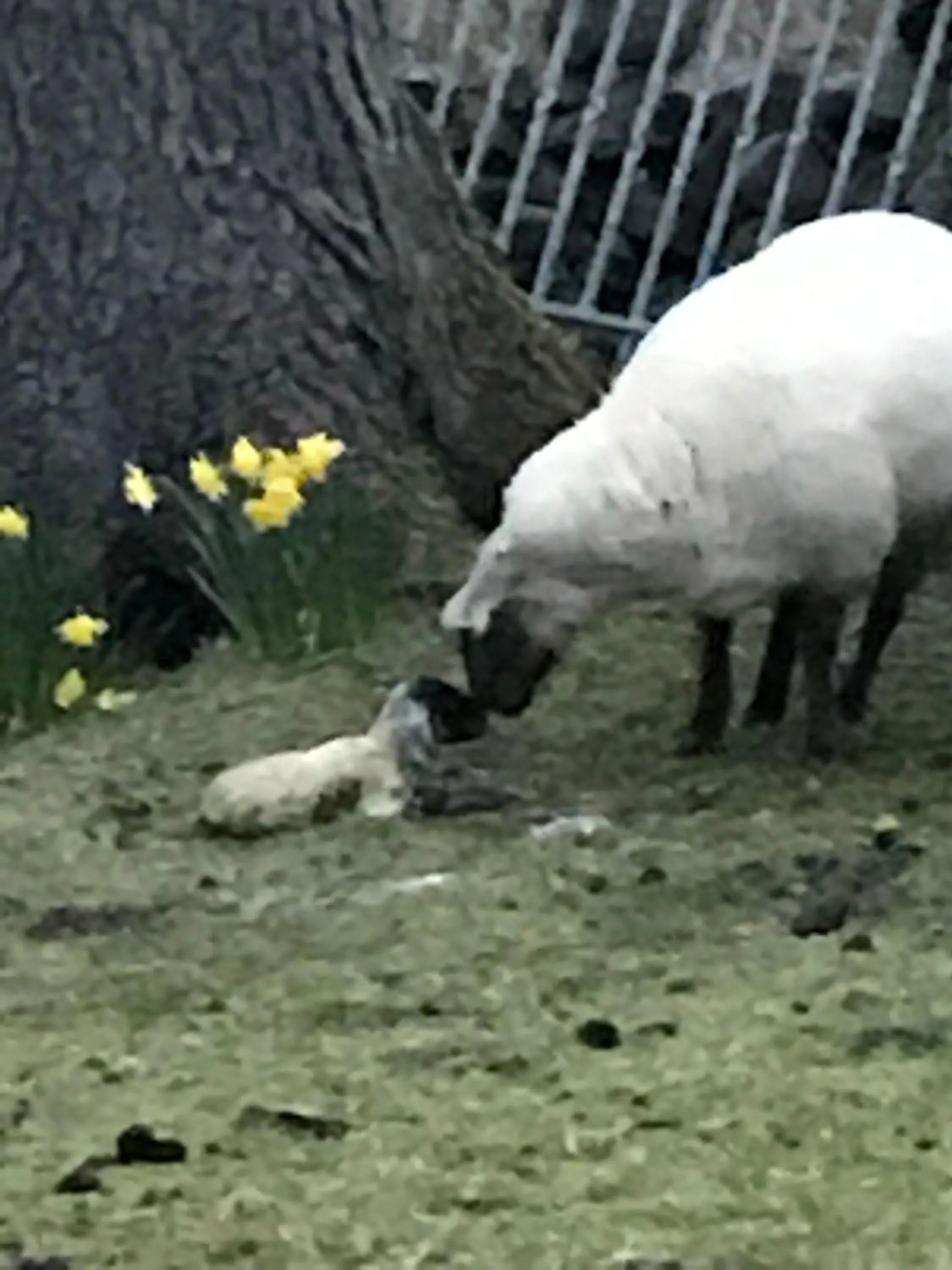 Pets in Garrison Farm with Hot Tub
