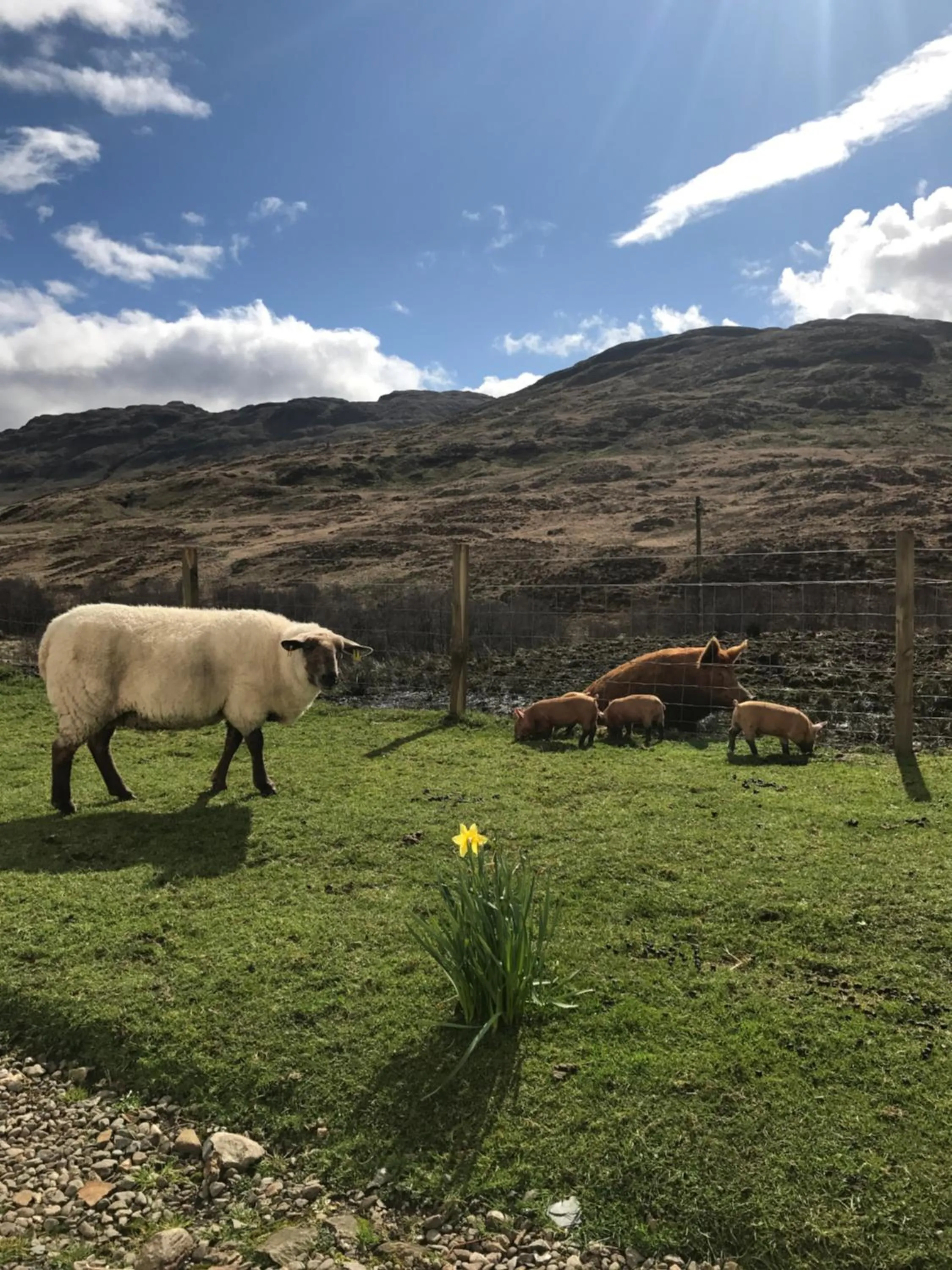 Pets in Garrison Farm with Hot Tub