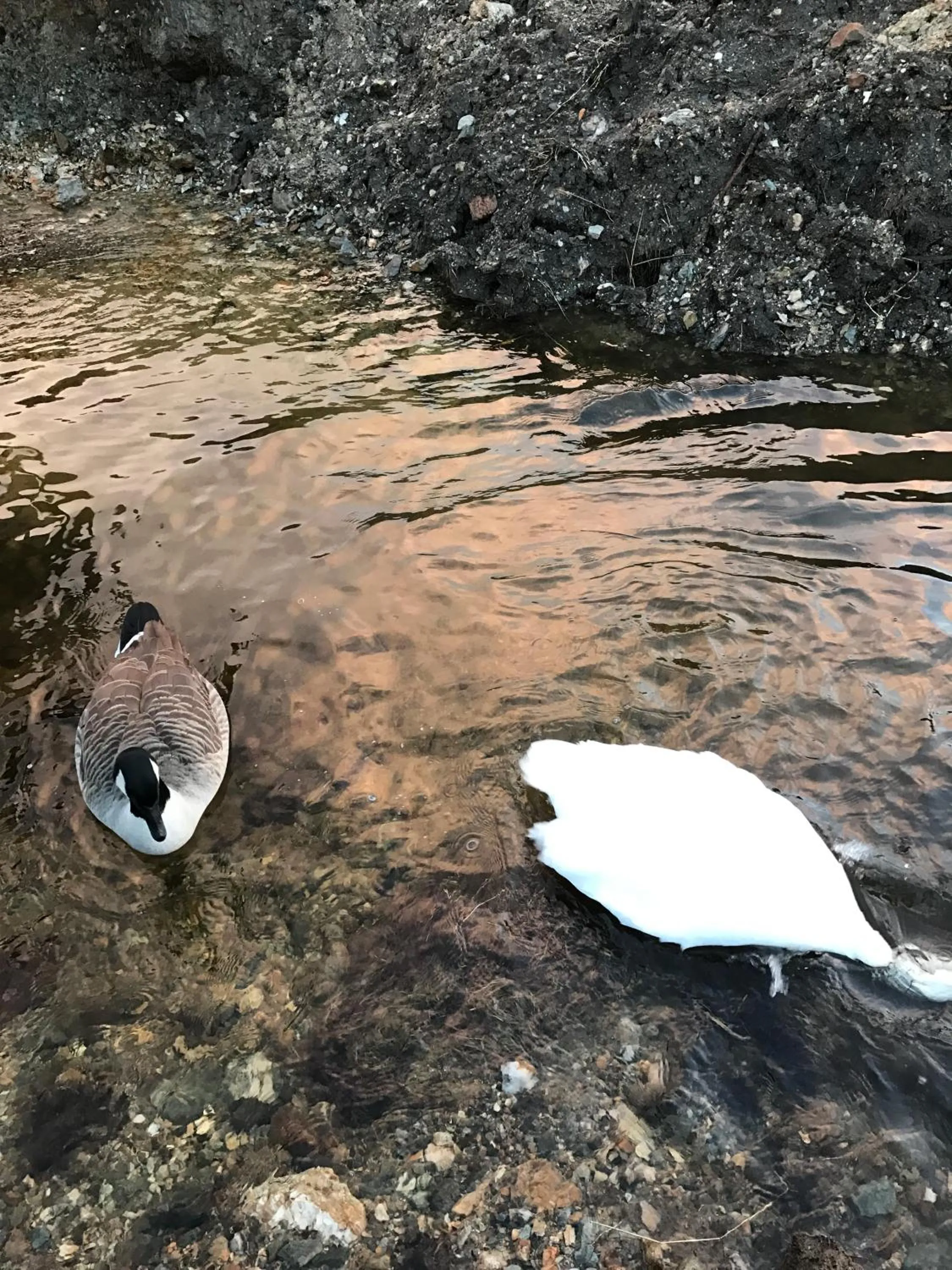 Pets in Garrison Farm with Hot Tub