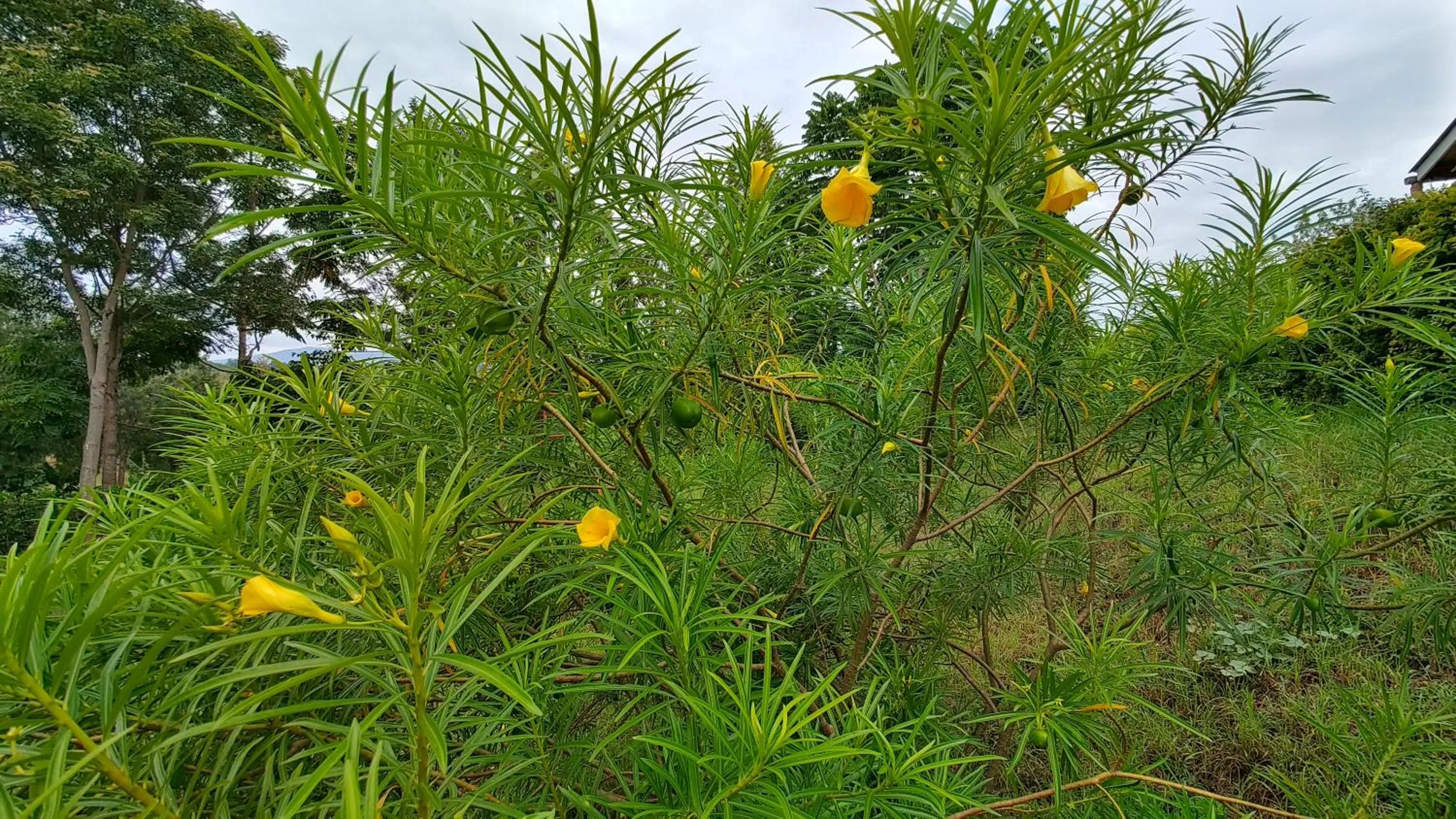 Garden in Tanzanice Farm Lodge
