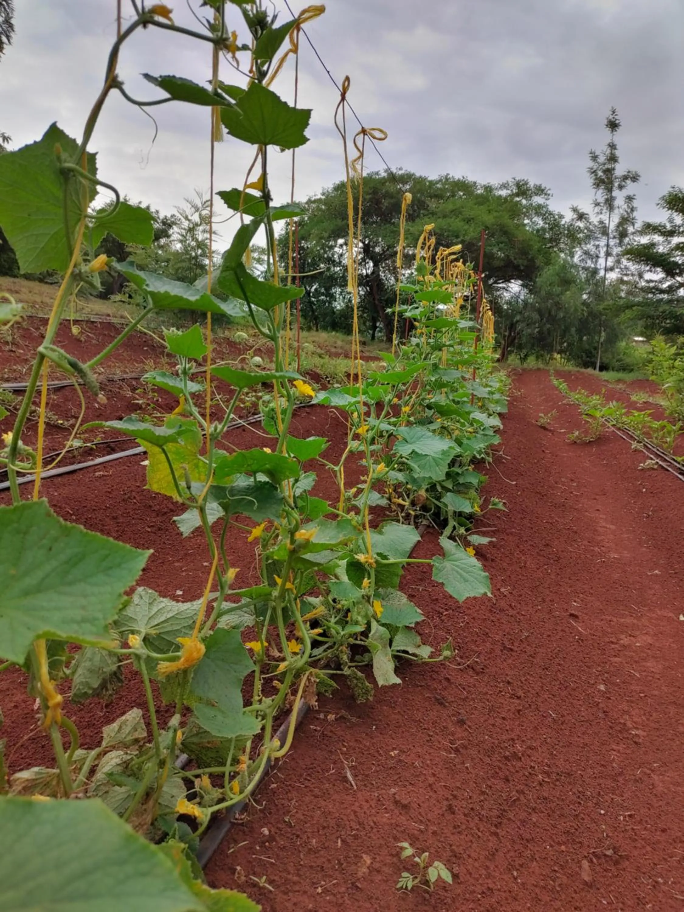 Garden in Tanzanice Farm Lodge