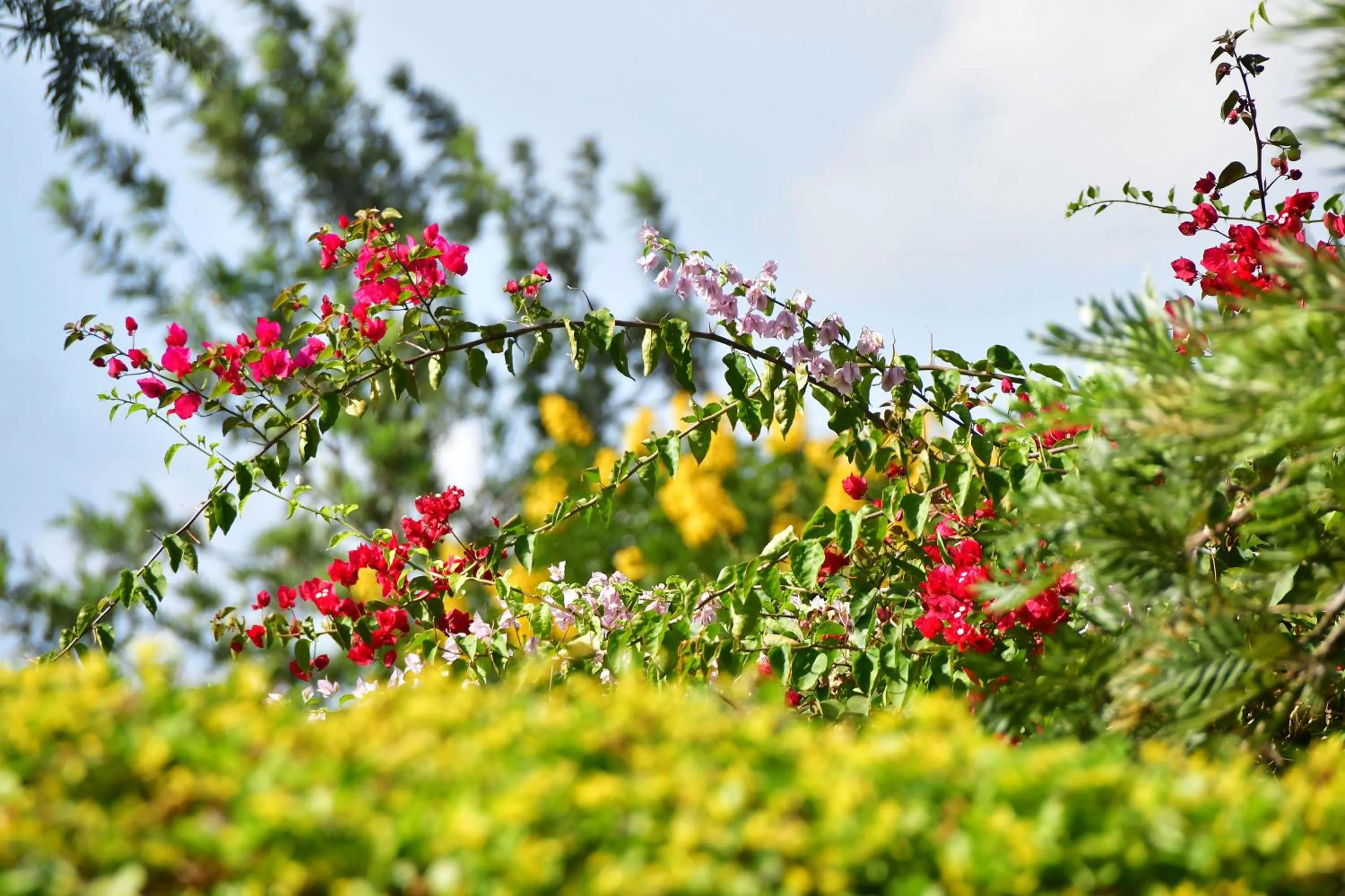 Garden in Tanzanice Farm Lodge