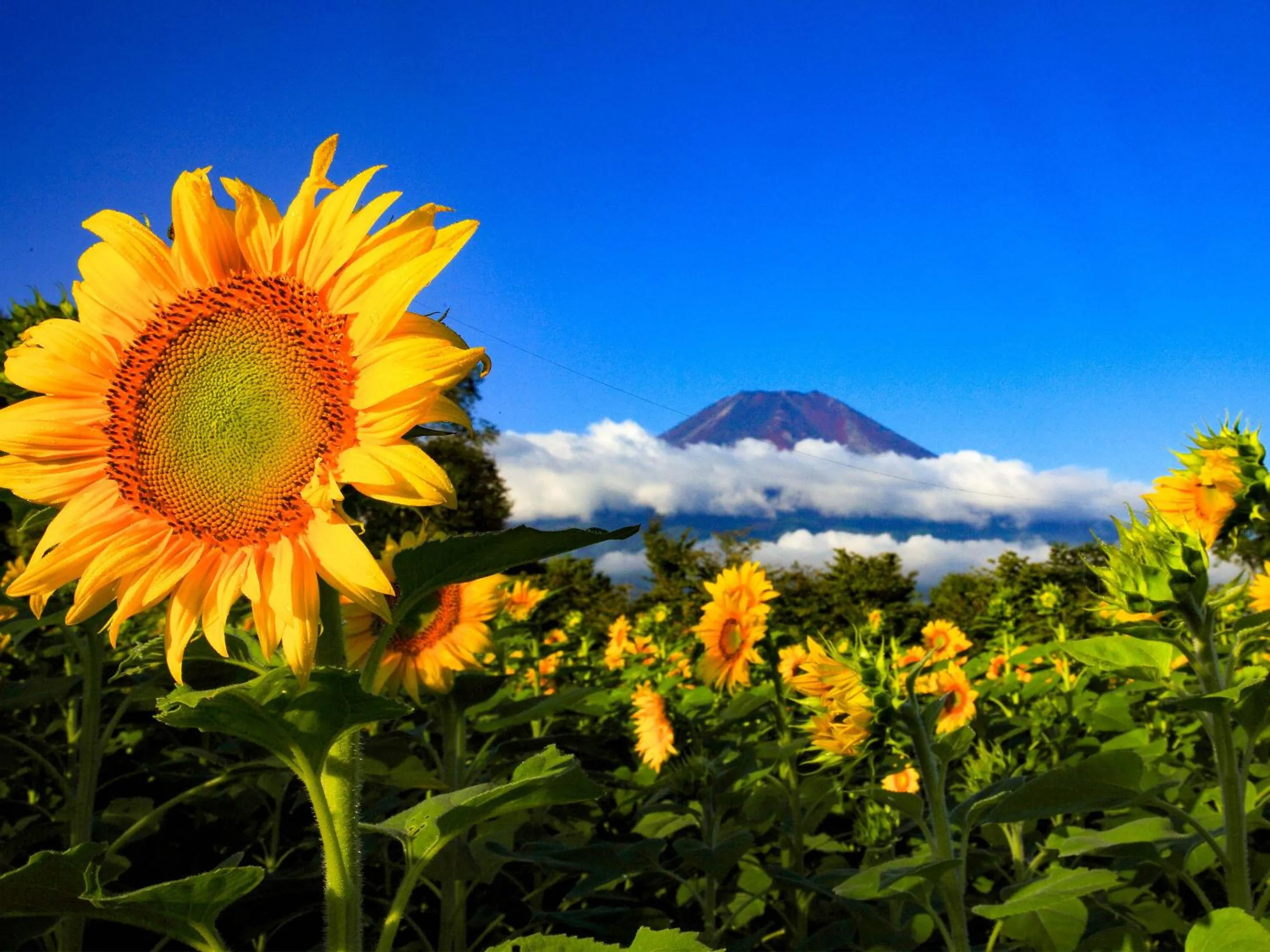 Nearby landmark in Yamanakako Pension Pause