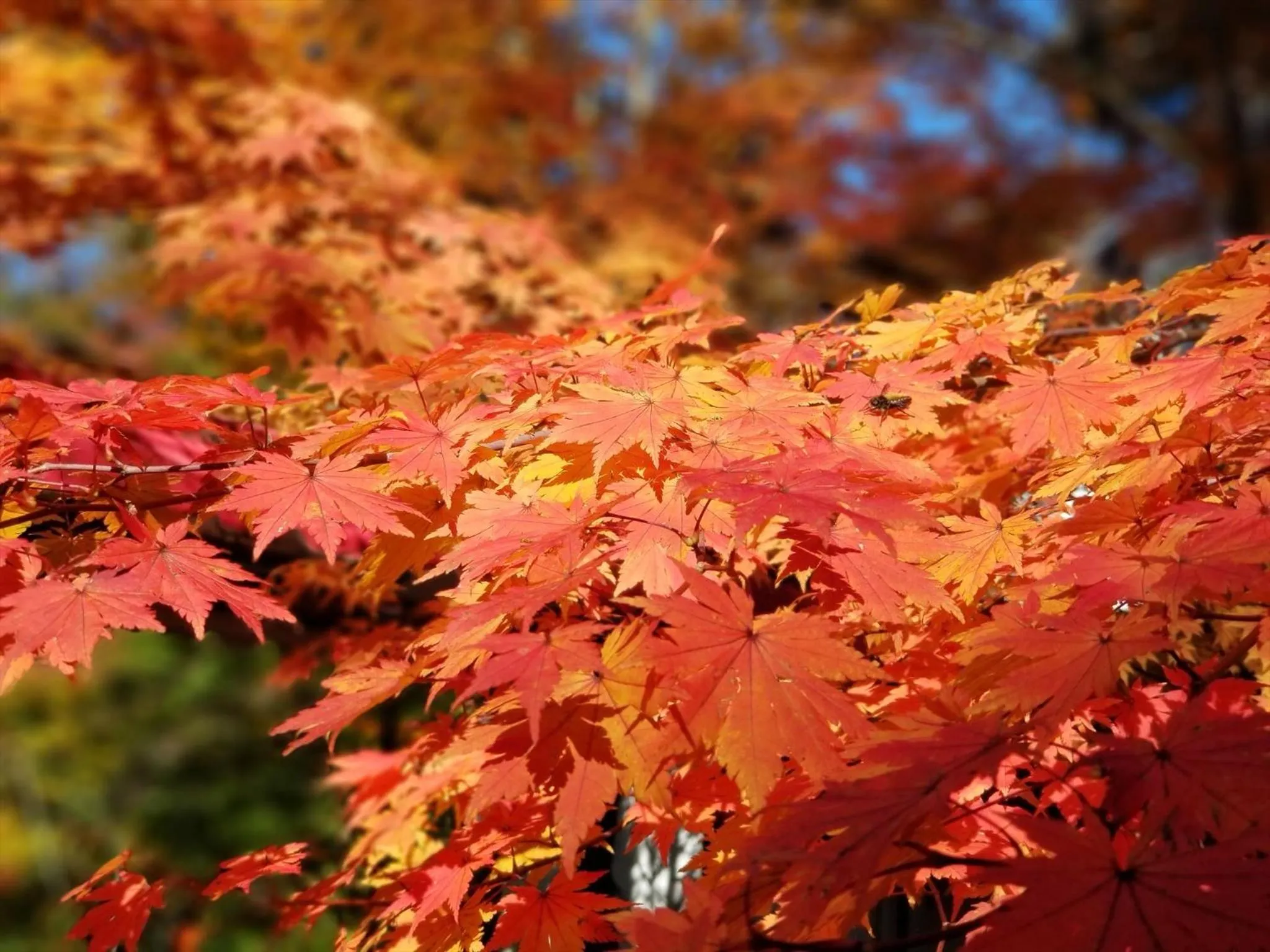 Natural landscape in Yamanakako-Asahigaoka-Onsen Hotel Seikei