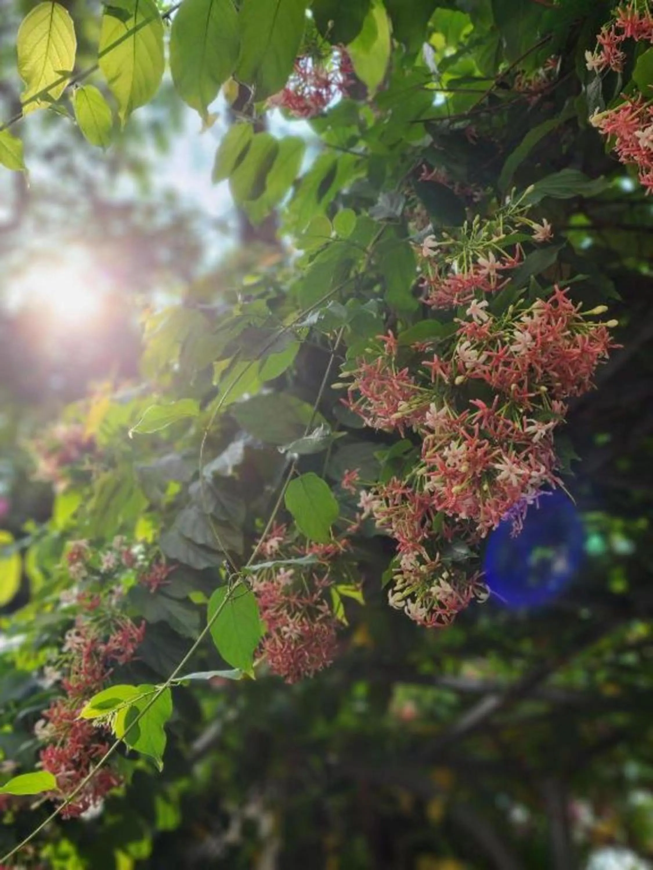 Spring in Senkotel Nha Trang Managed by NEST Group