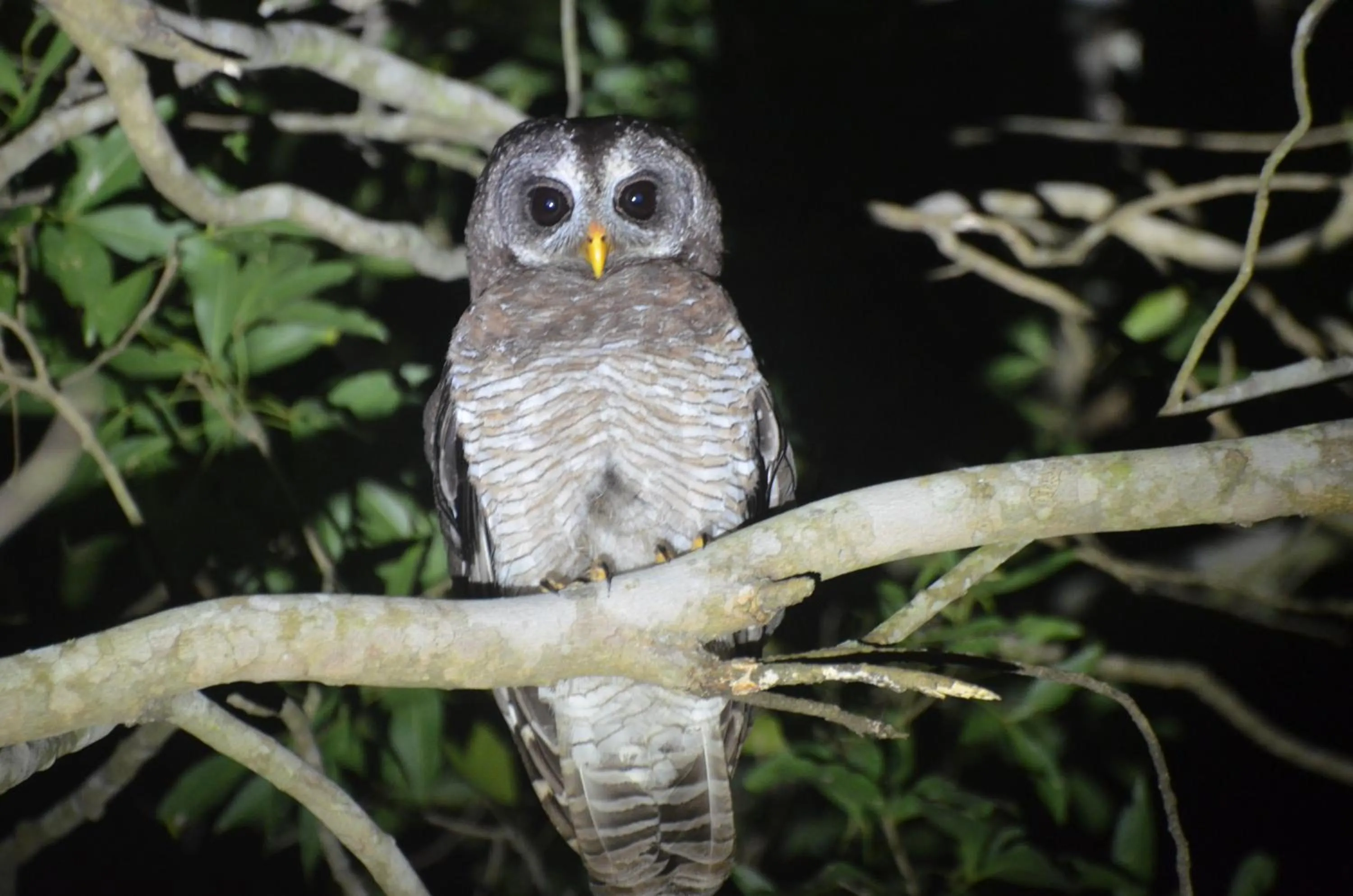 Animals in Bushbaby Lodge & Camping