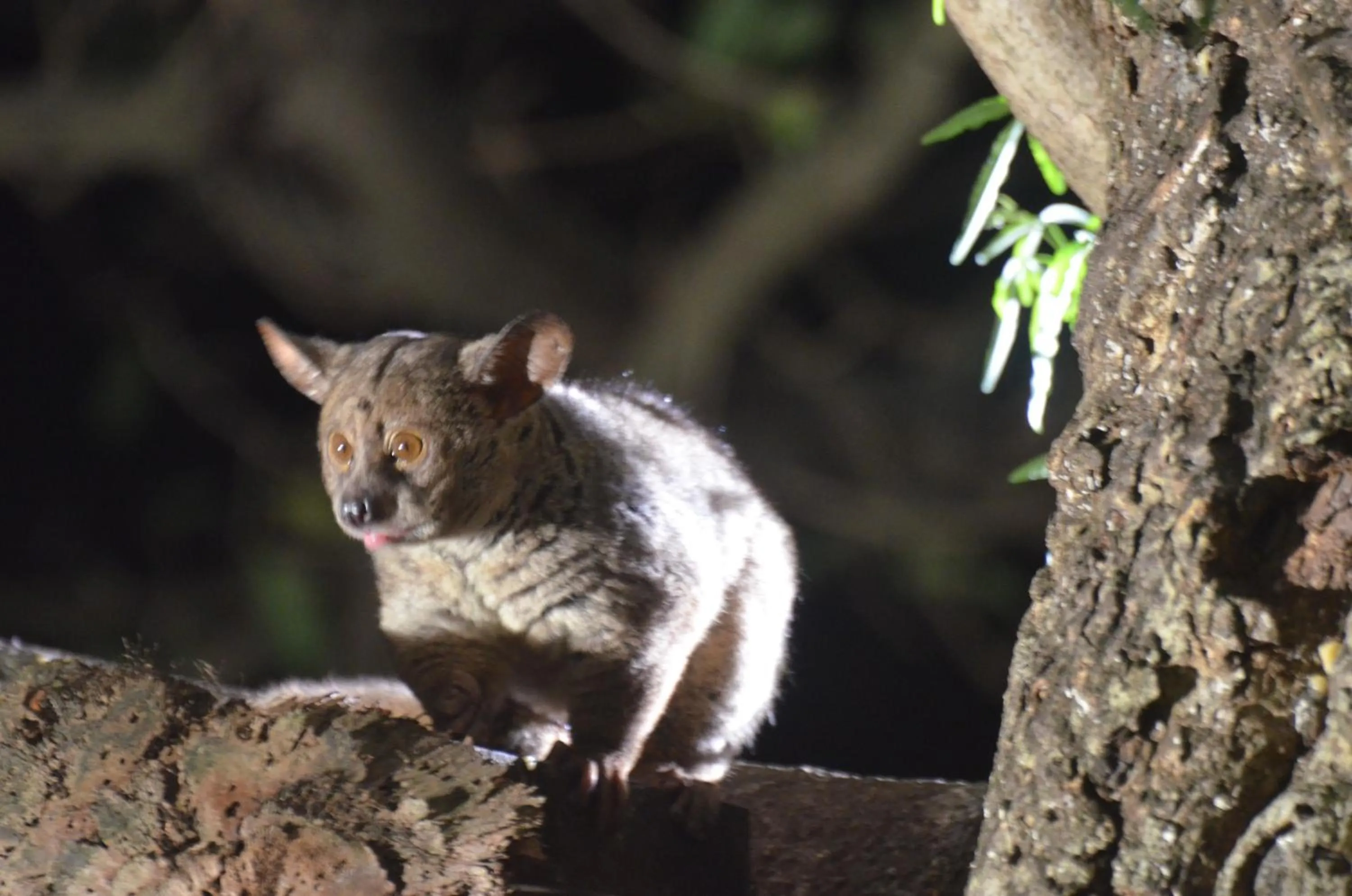 Animals in Bushbaby Lodge & Camping