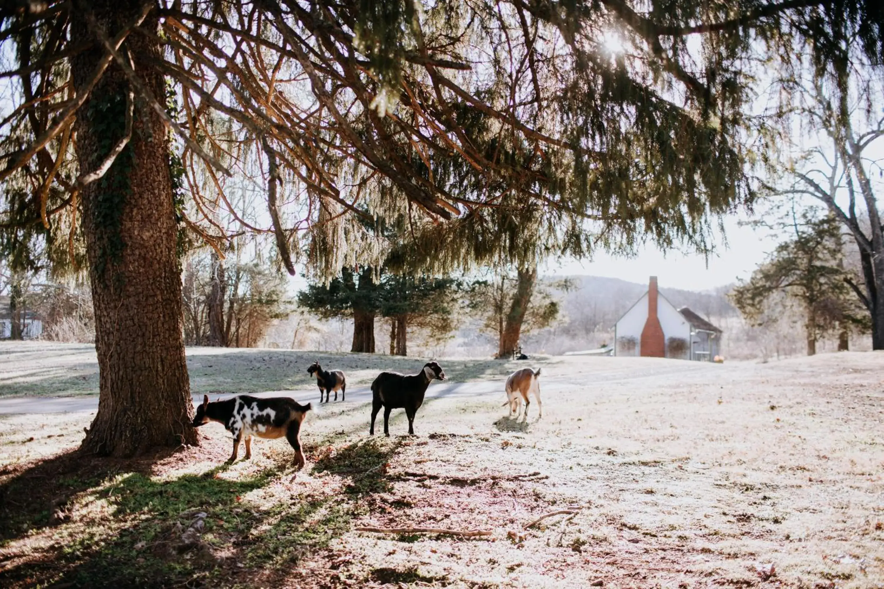 One-Bedroom Cottage in Mayhurst Estate One-Bedroom Cottage in Mayhurst Estate