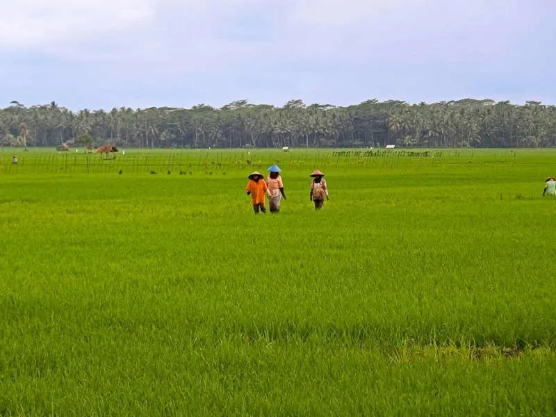 Natural landscape in Java Lagoon