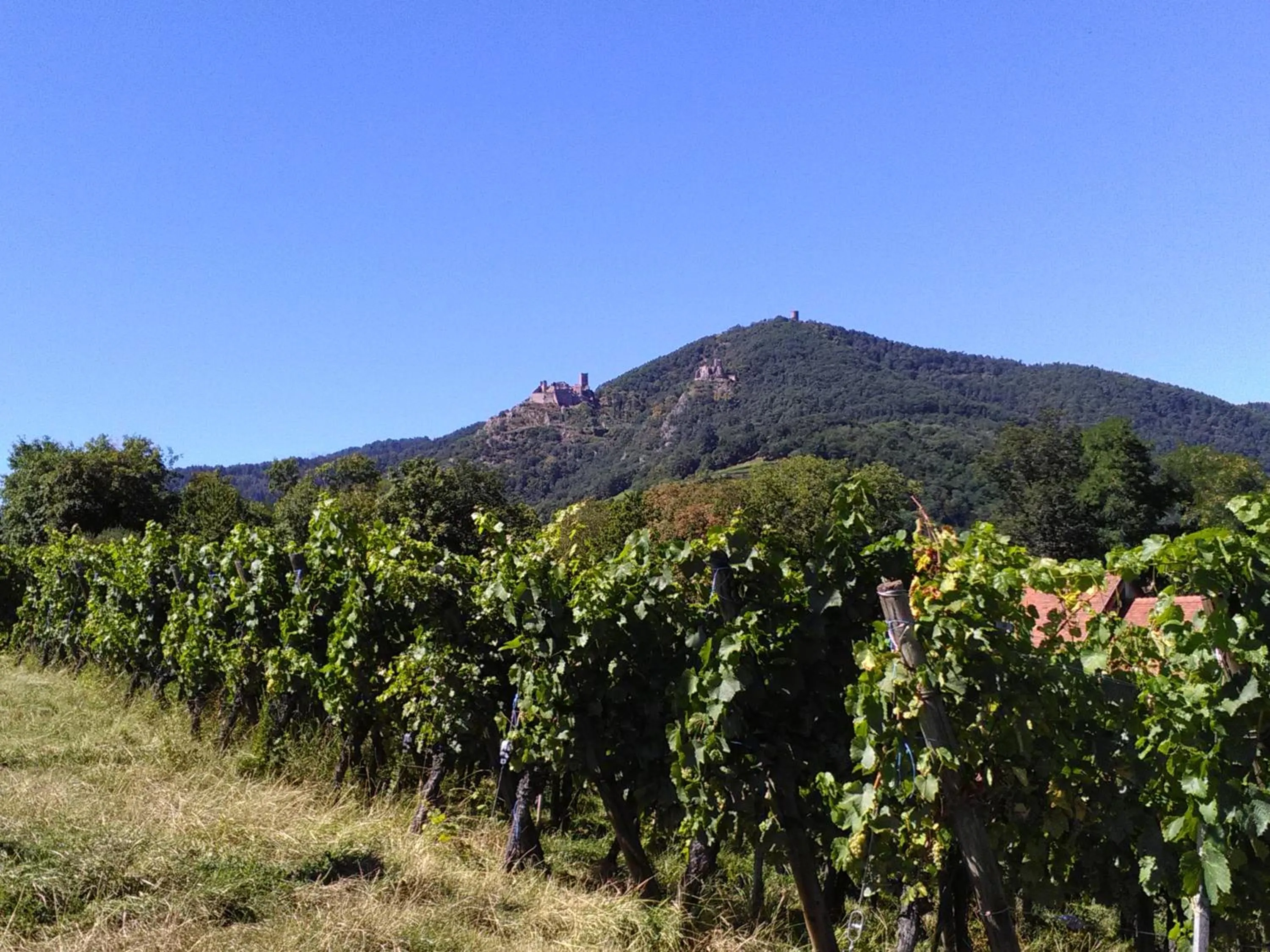 Gites & Camping on the Route des Vins