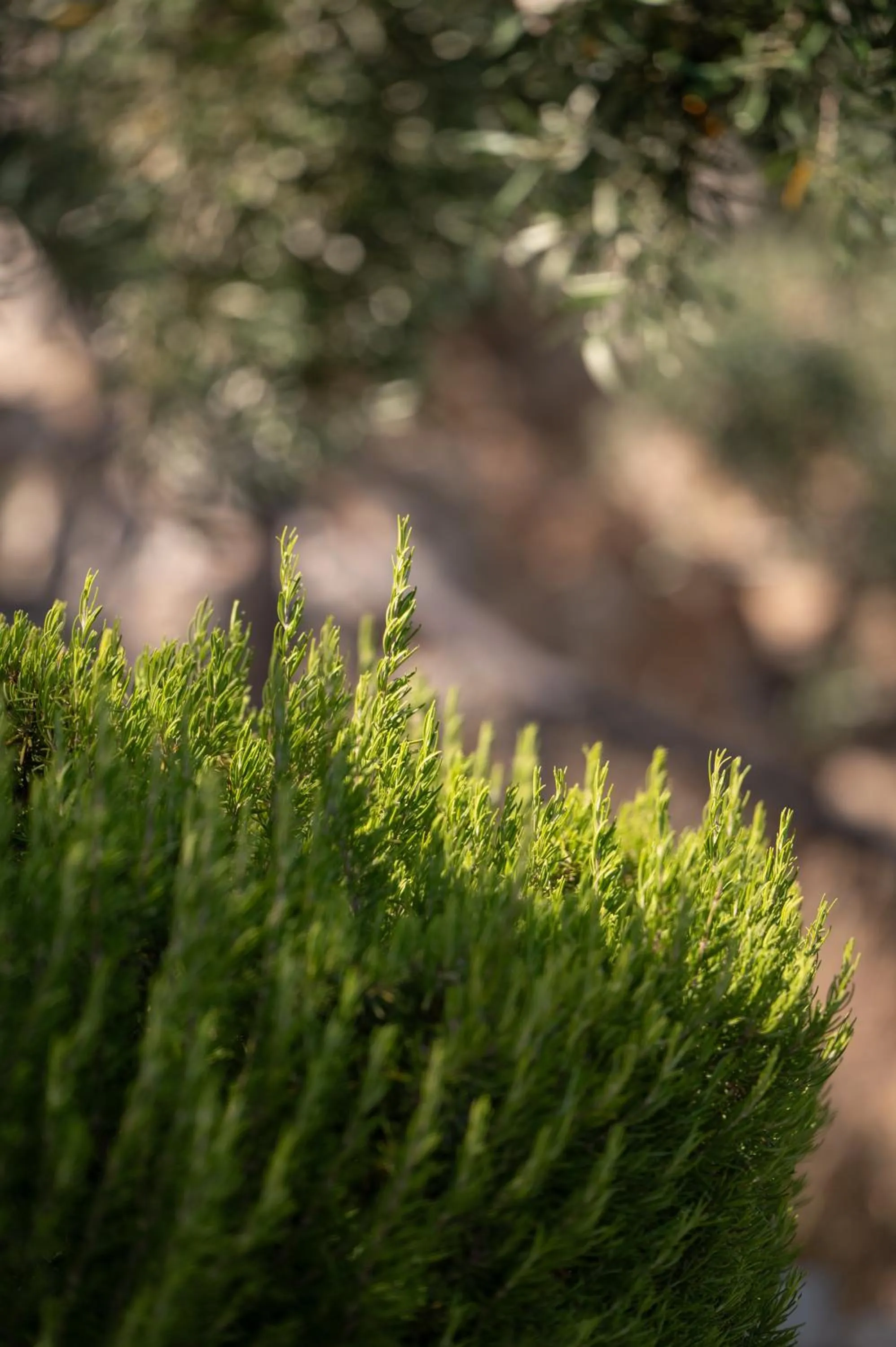 Day in Agrilia Koromili Retreat