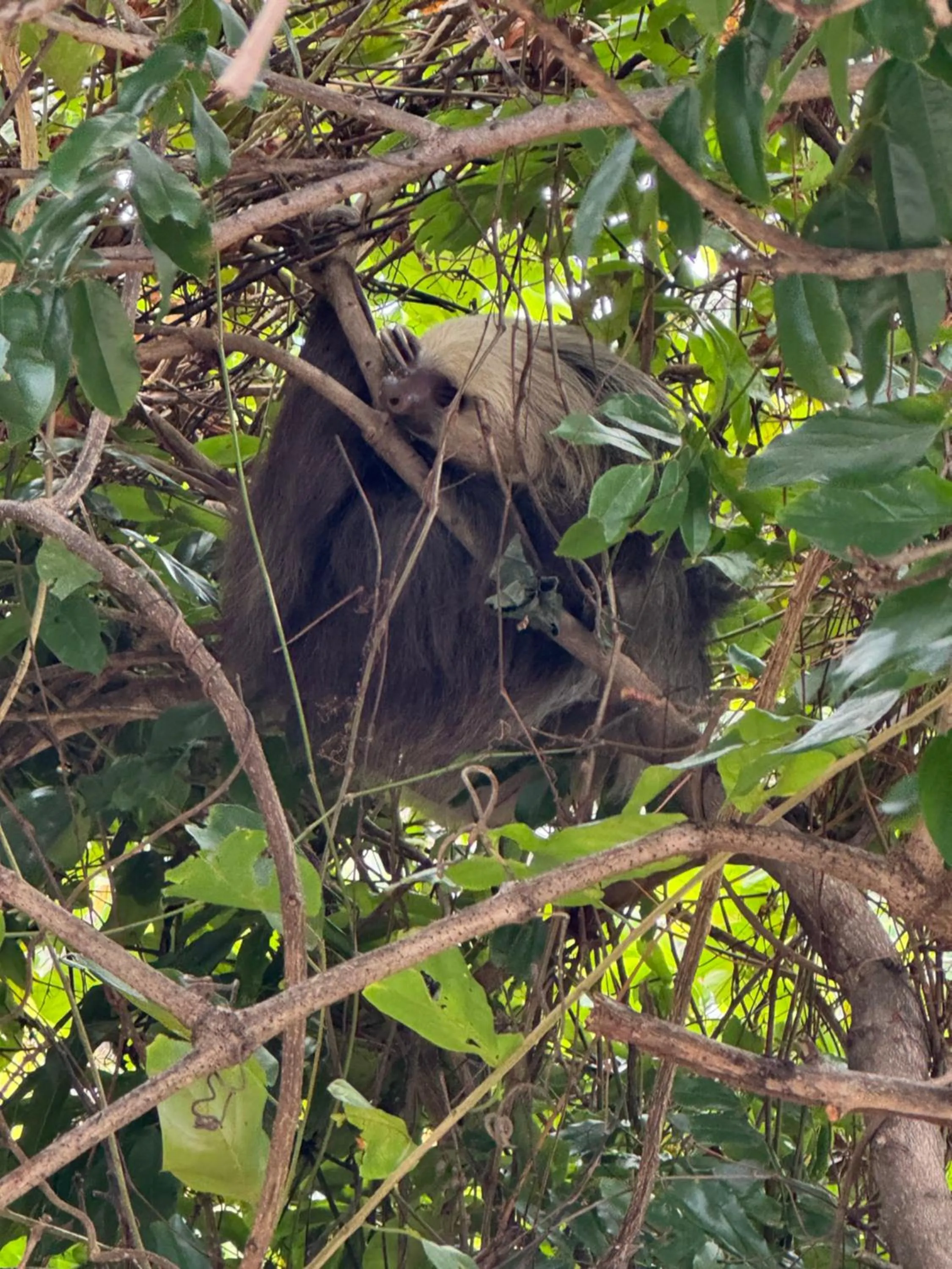 Rainforest Yasmin Hotel