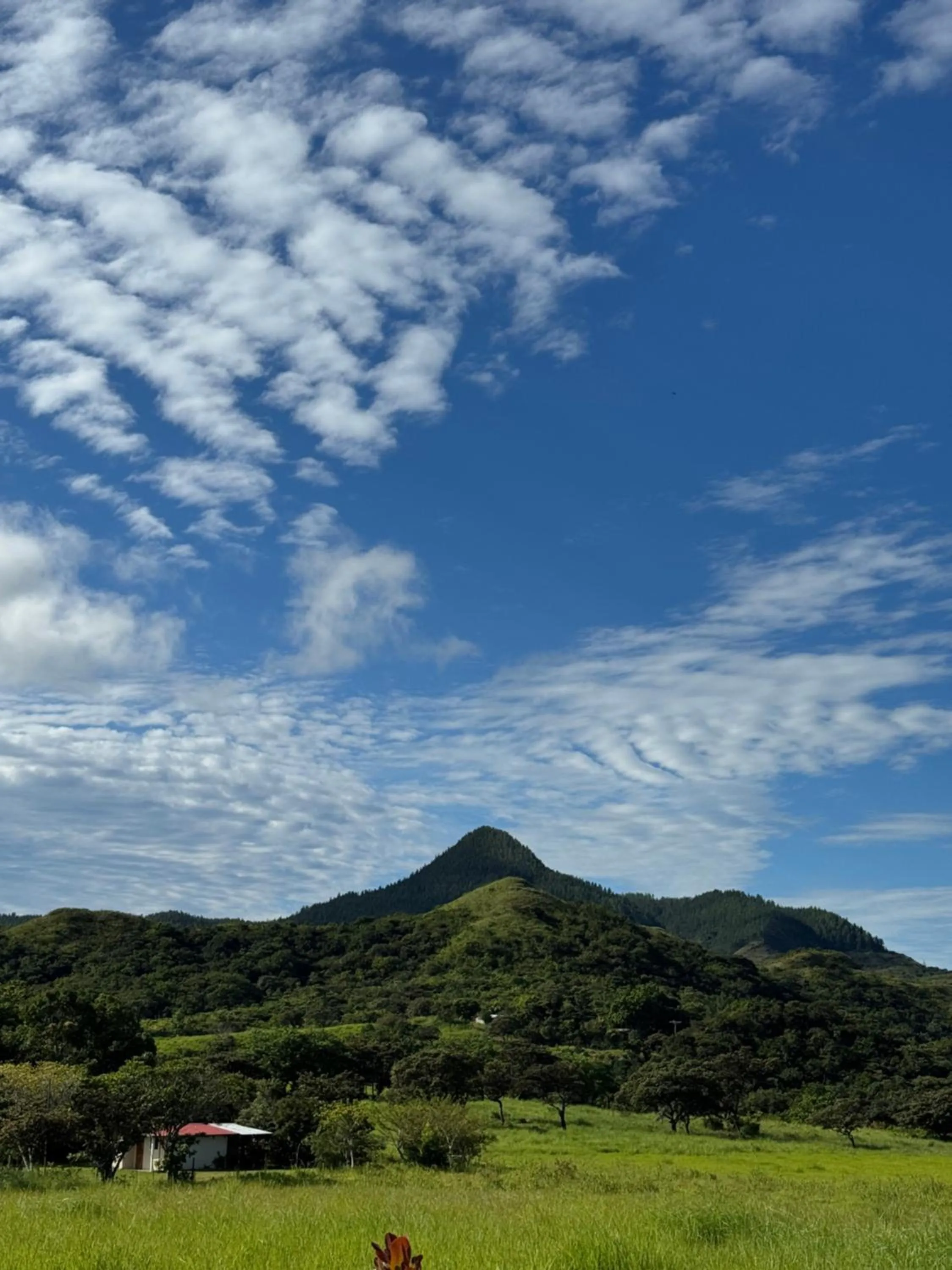 Rainforest Yasmin Hotel
