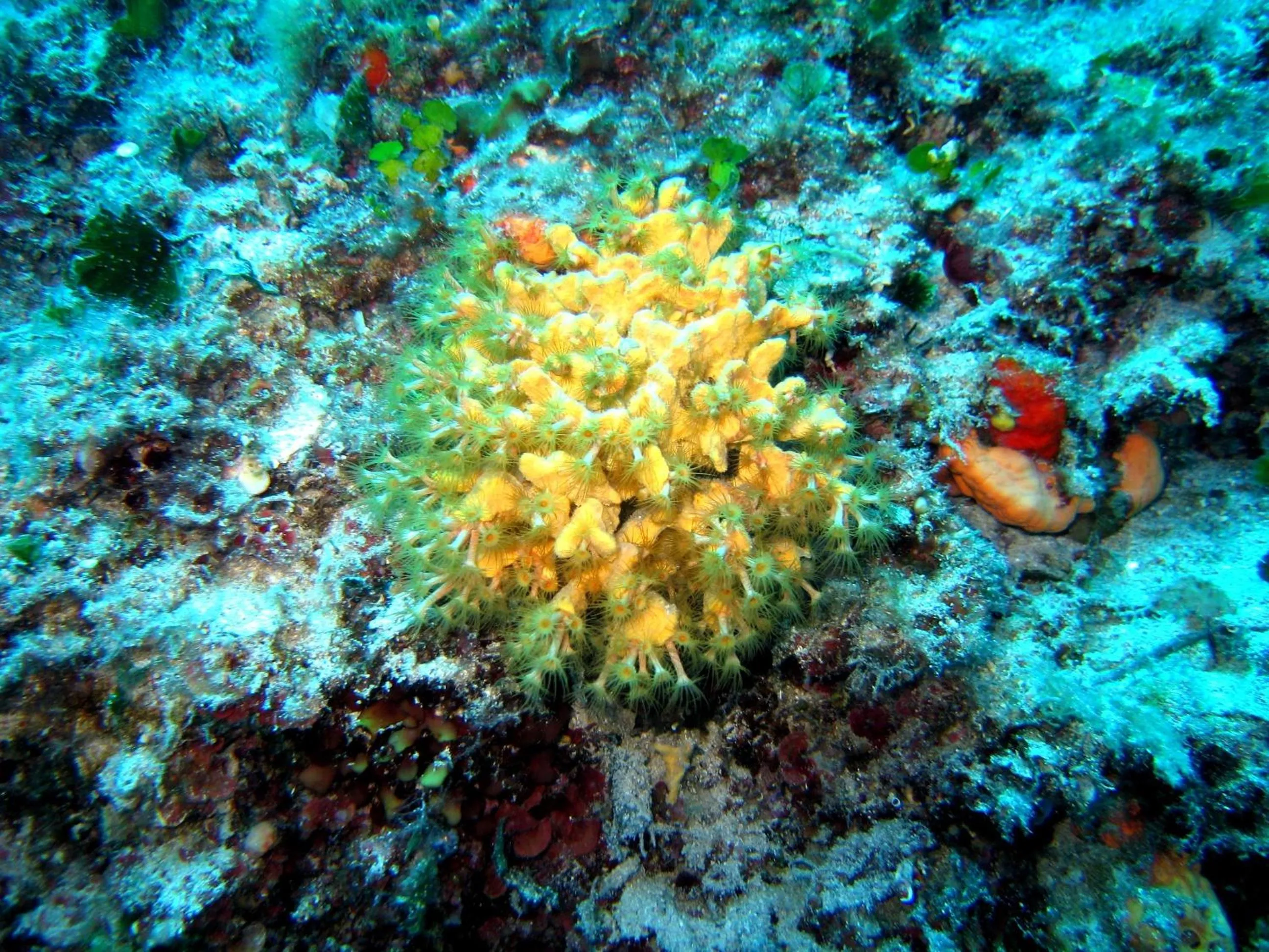 Other in Hotel Priscapac Resort & Apartments