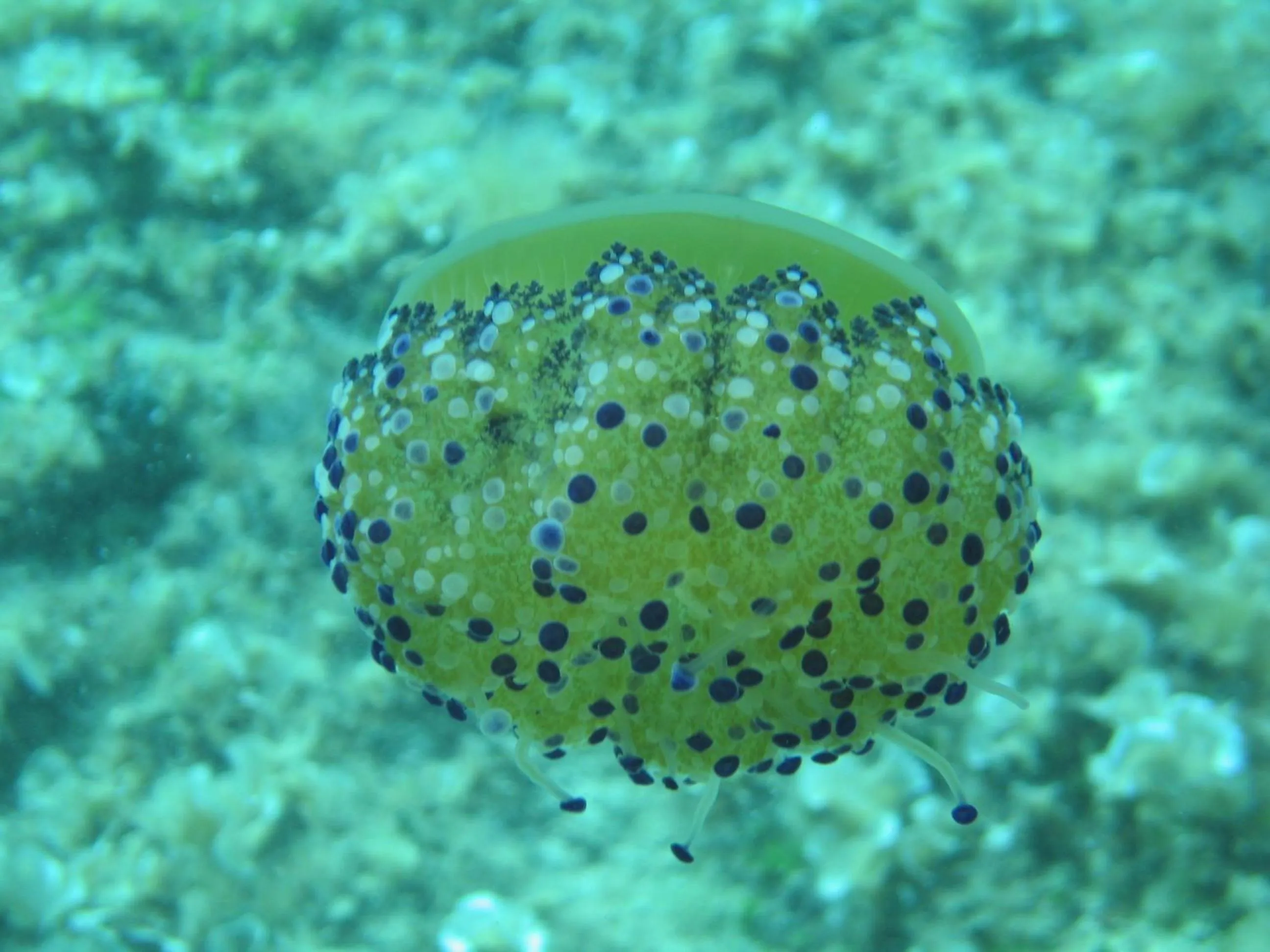 Other in Hotel Priscapac Resort & Apartments