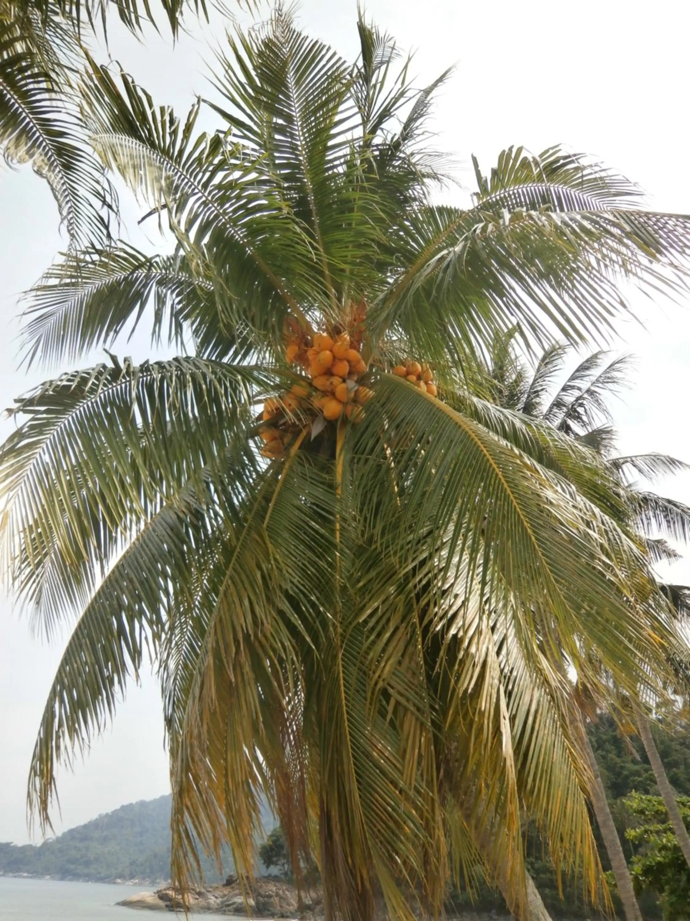 On site in Rainbow Tioman Cottage