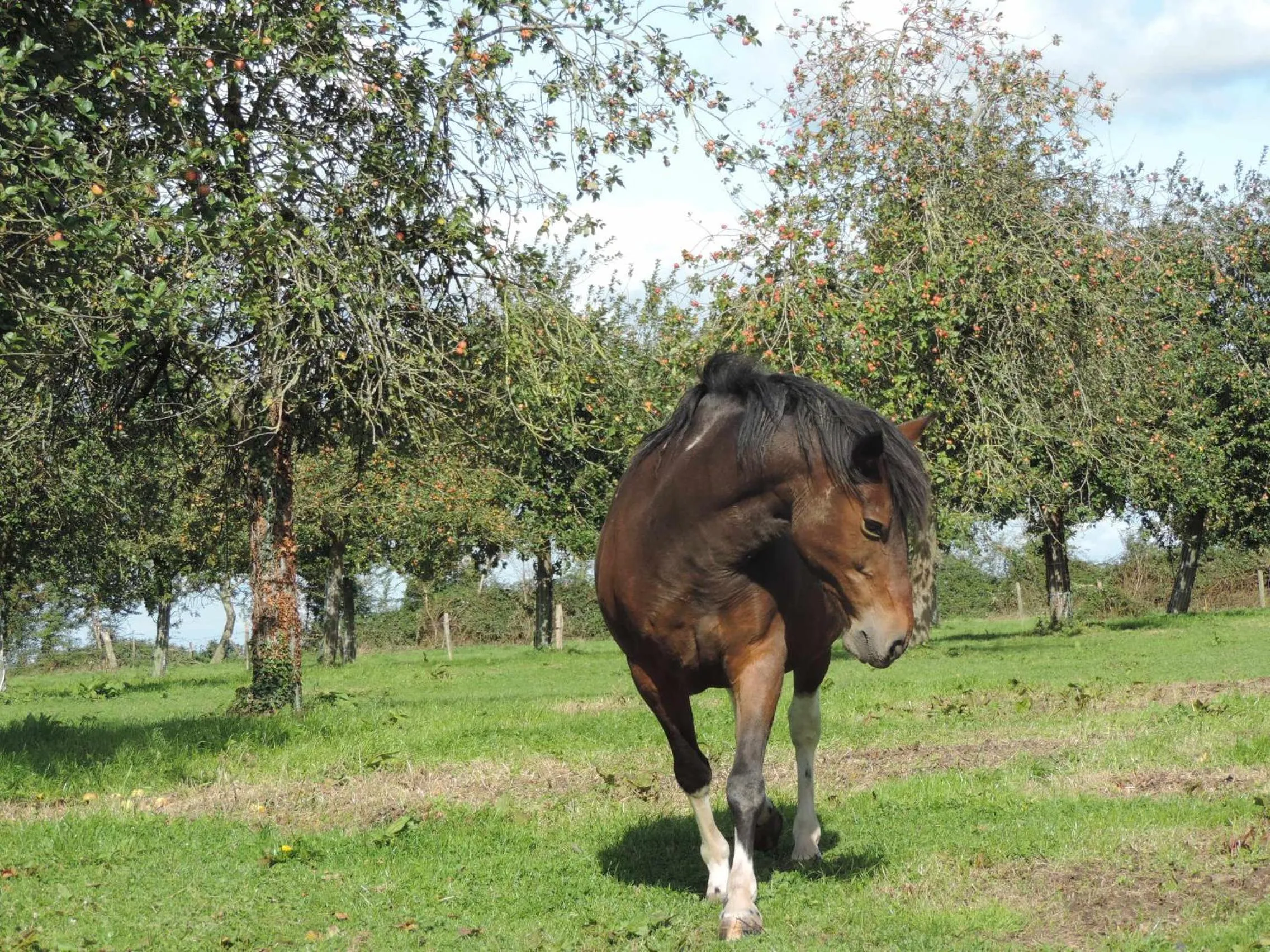 Animals in Ferme du Rupalley