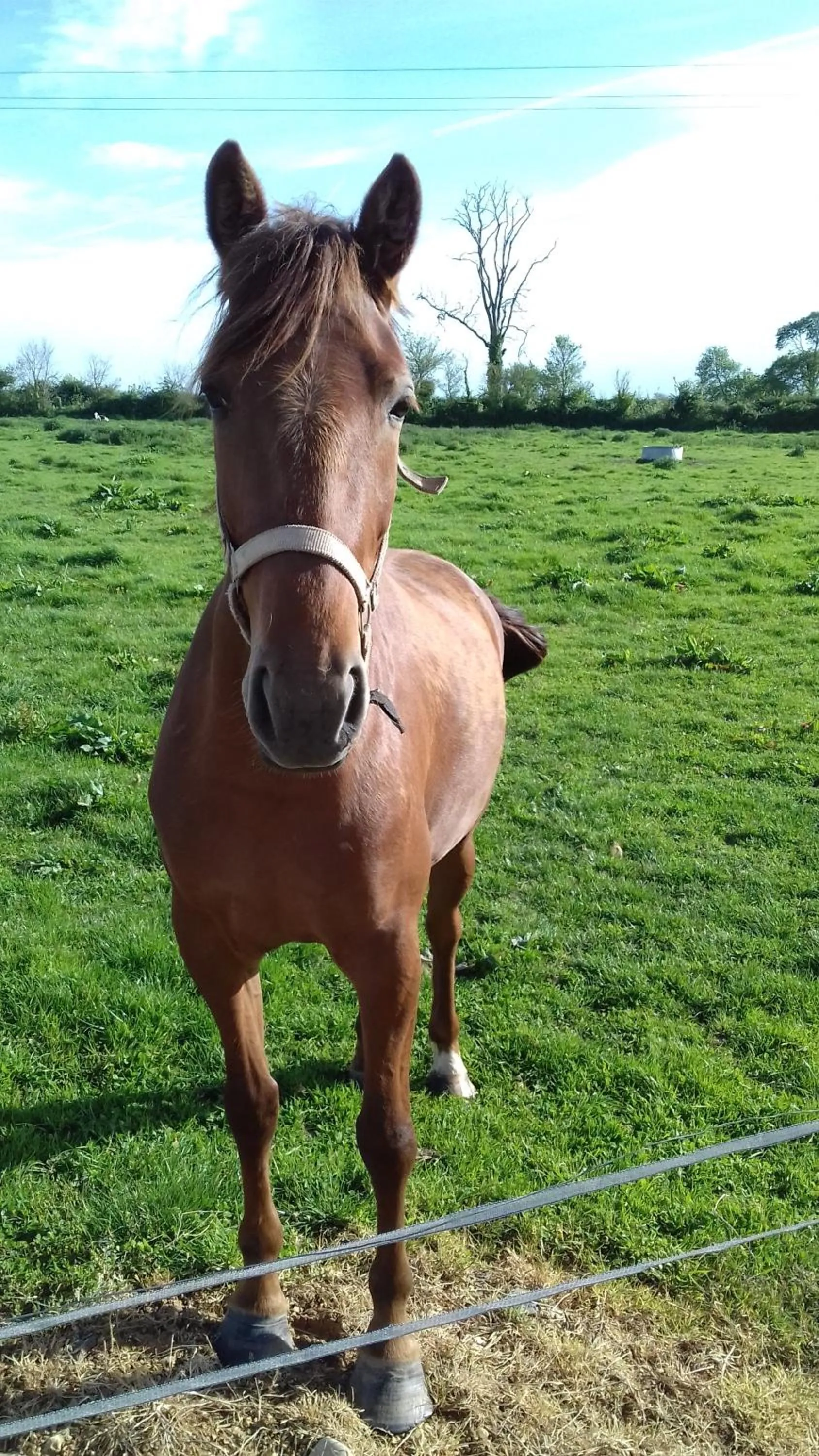 Animals in Ferme du Rupalley