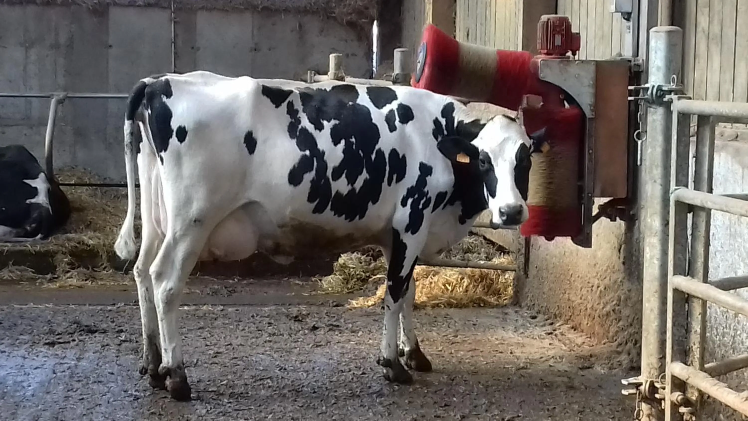 Animals in Ferme du Rupalley