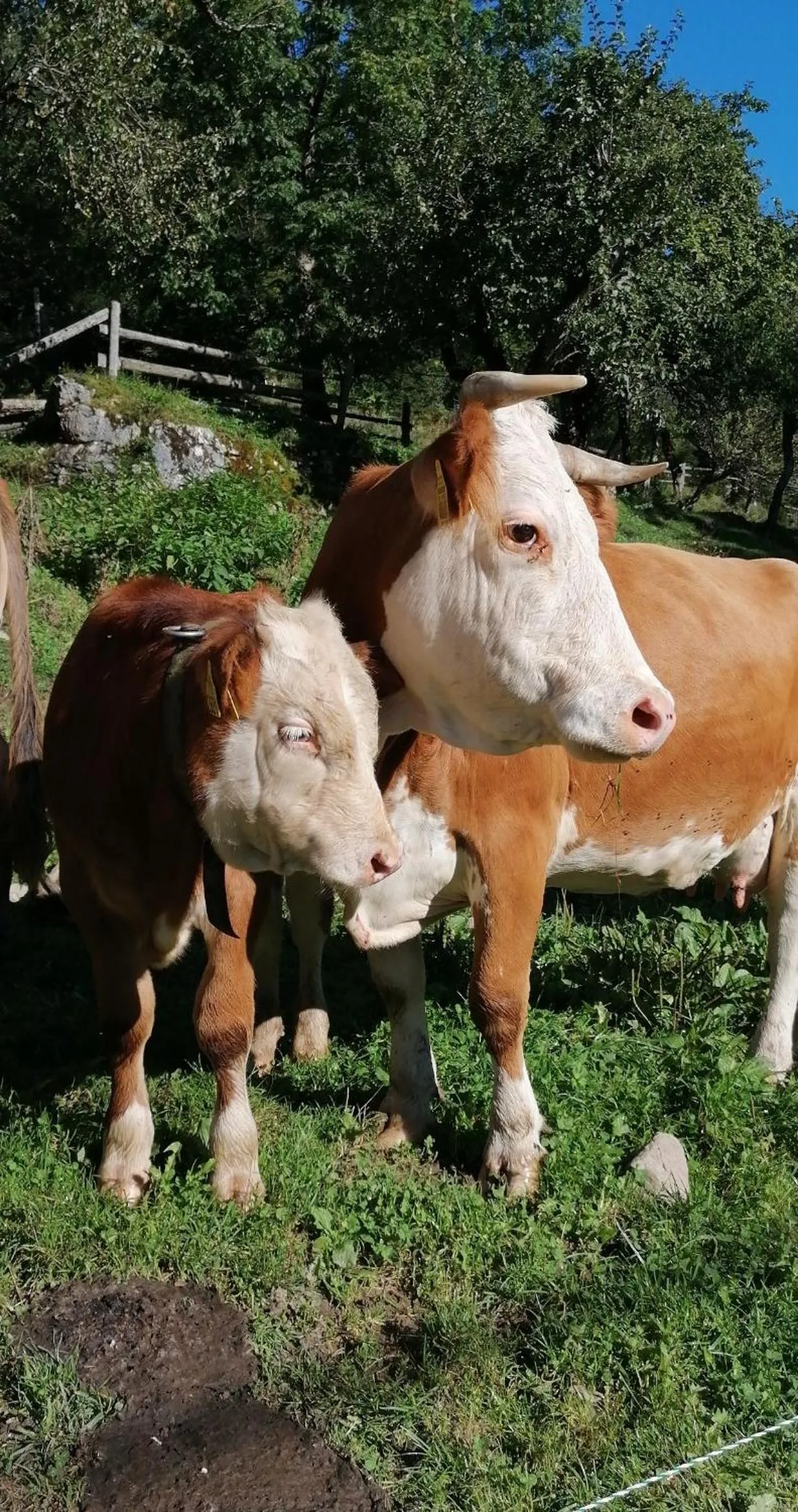 Animals in Tourist farm Gradišnik