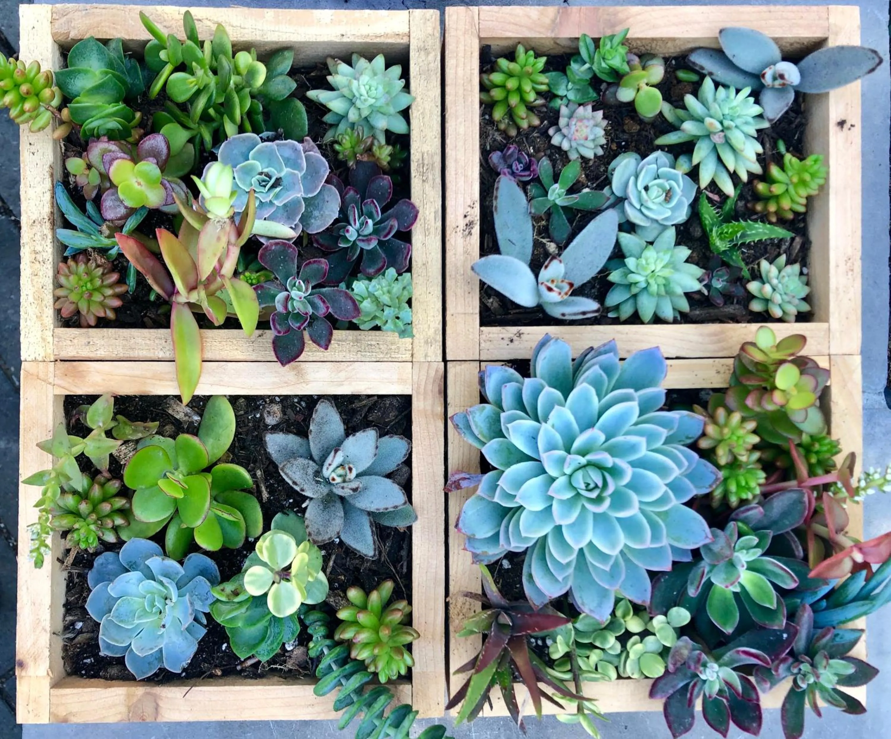 Garden in Inn at Moonlight Beach