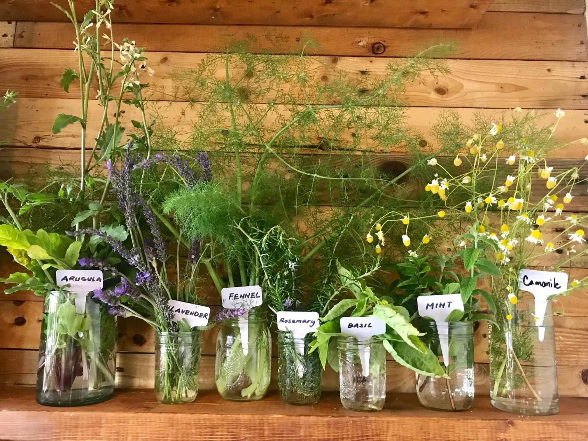 Garden in Inn at Moonlight Beach