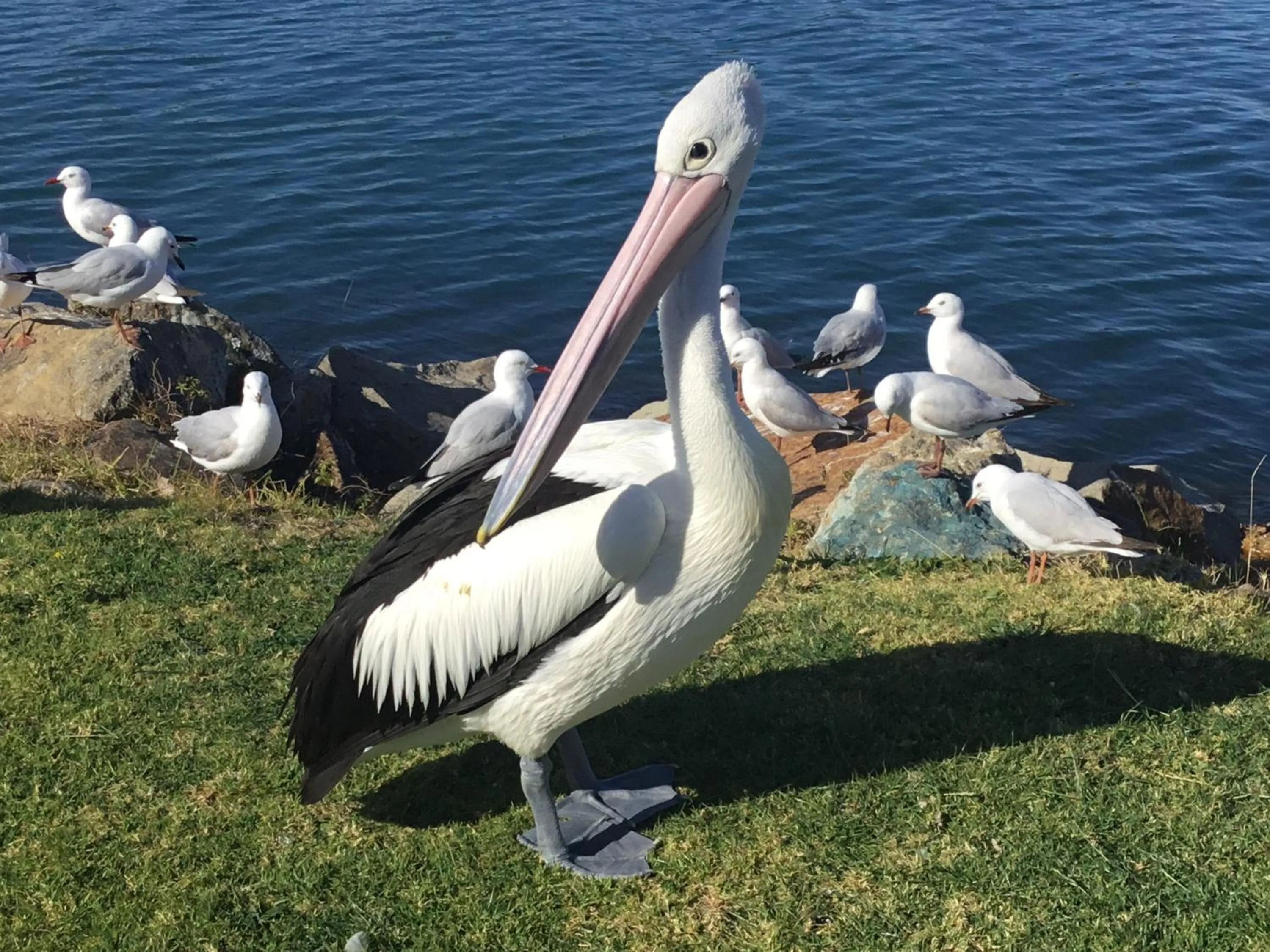 Animals in Strathmore Lodge