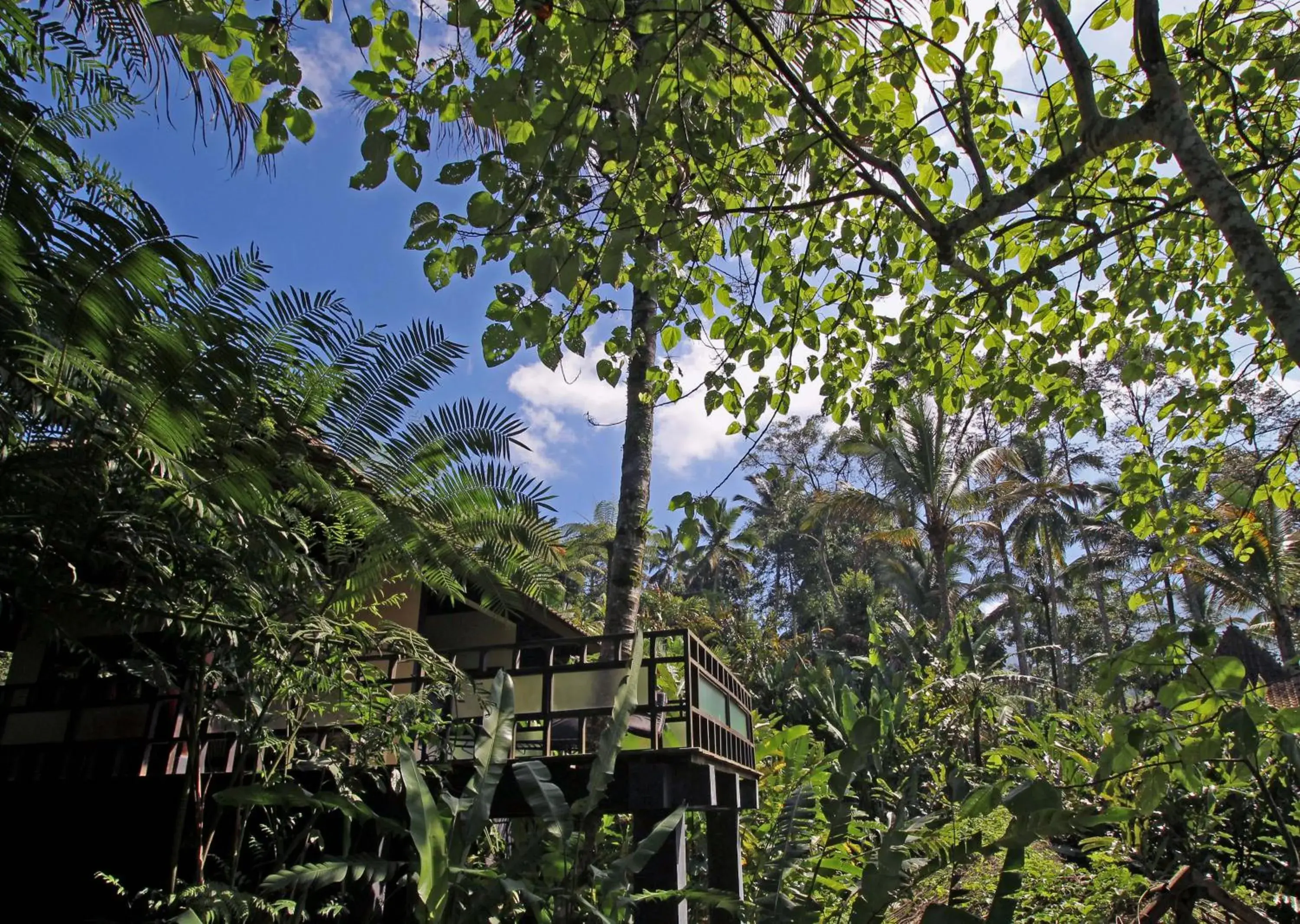 Alassari Plantation Alassari Plantation