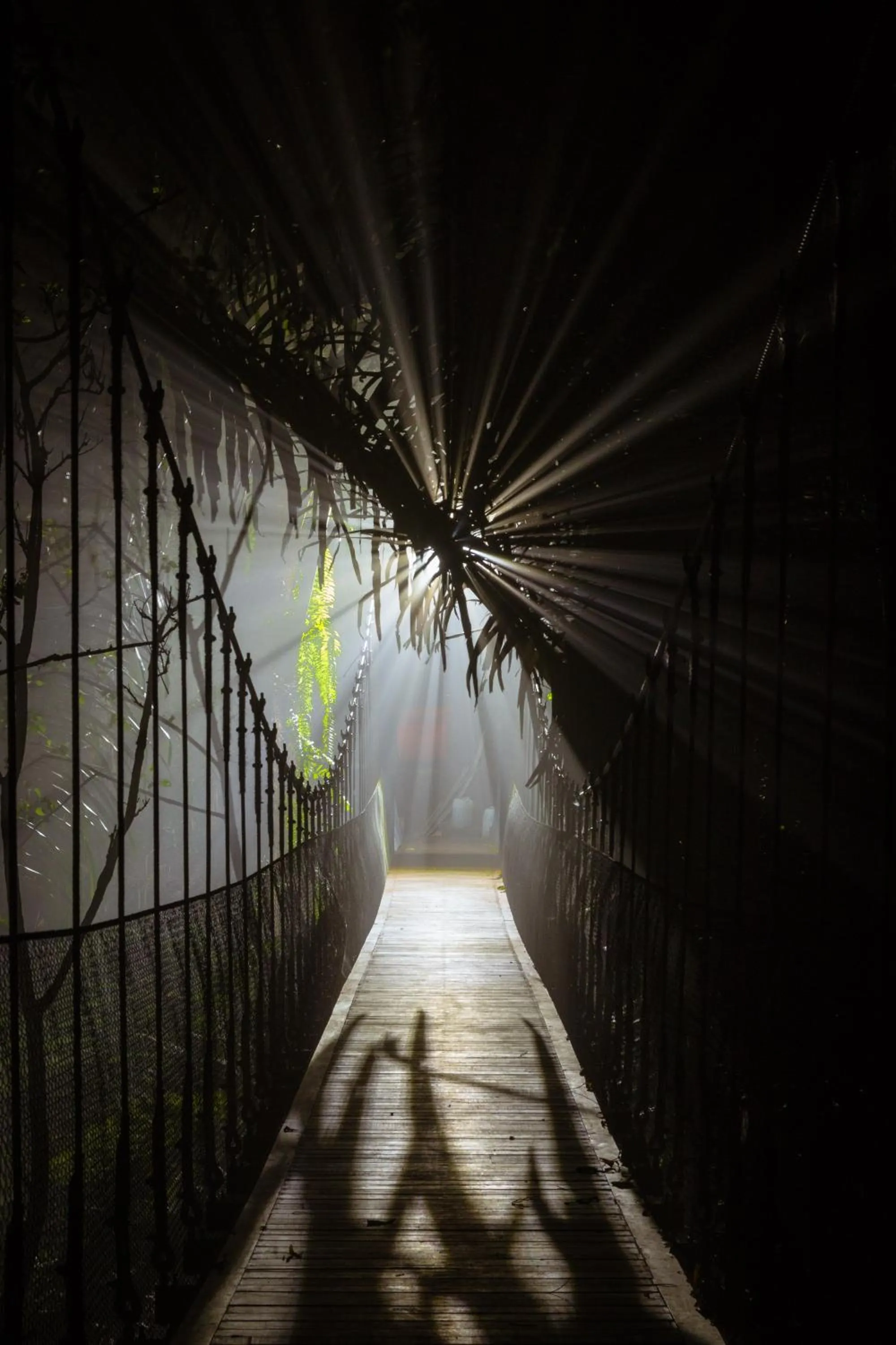 Activities in Alassari Plantation