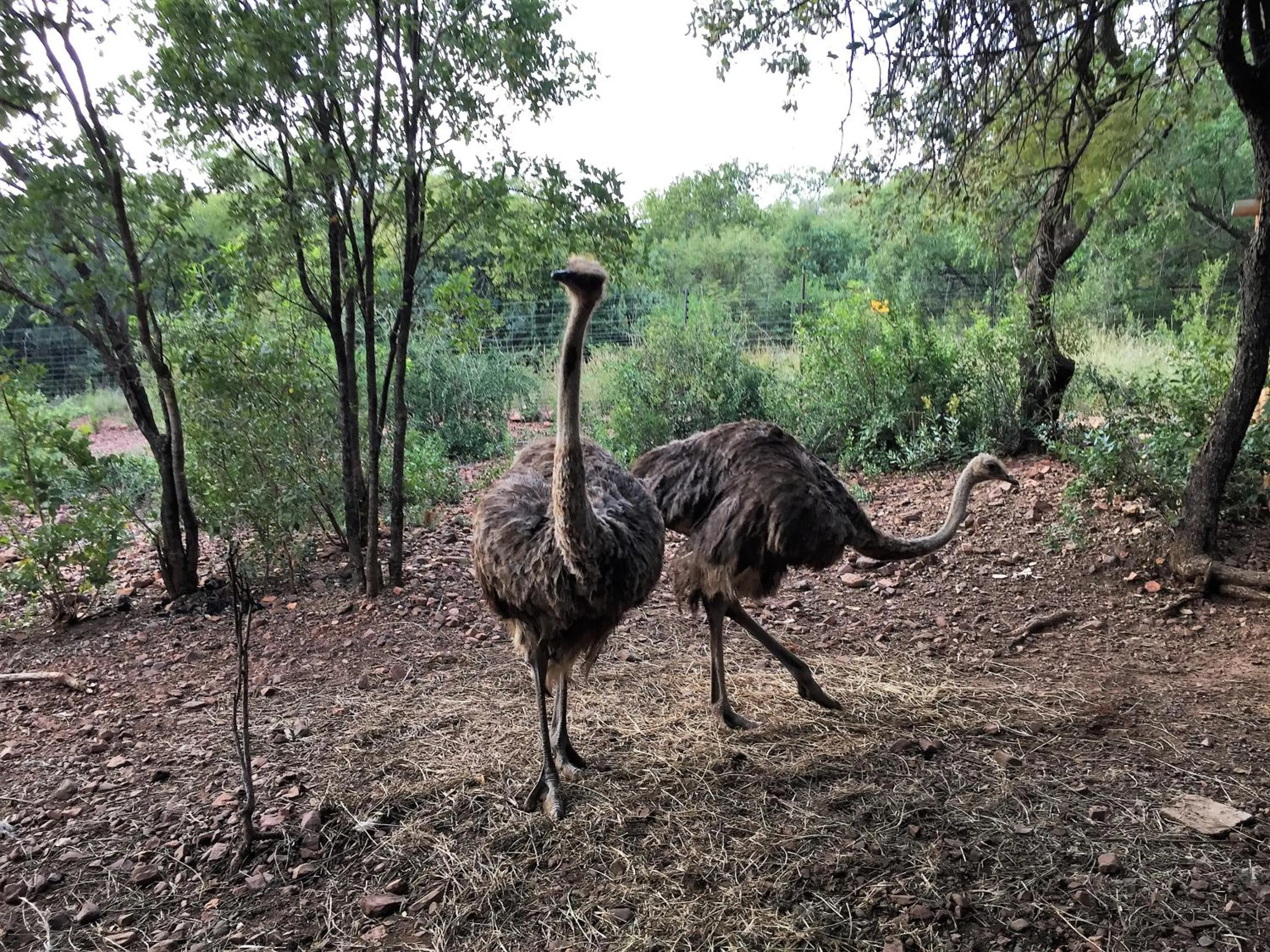 Animals in ConcordiaVOC