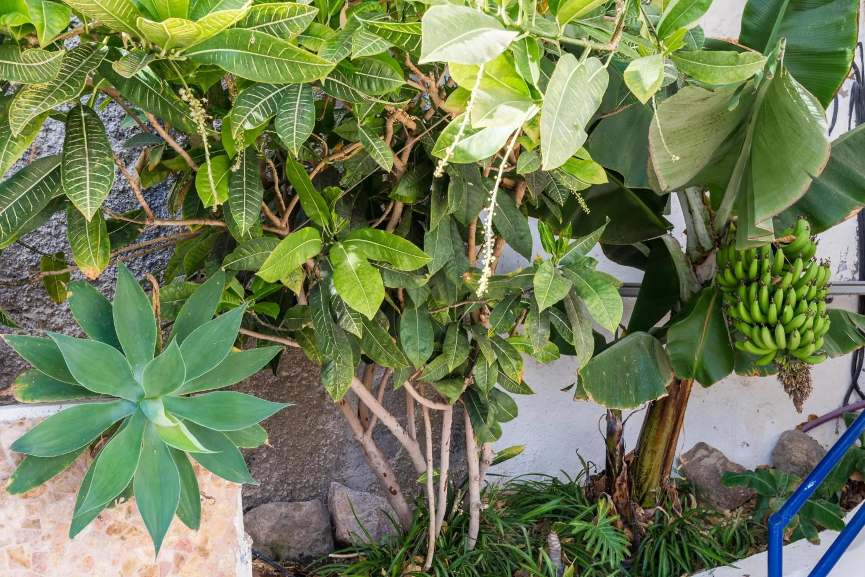 Garden in Calypso Oasis Apartments