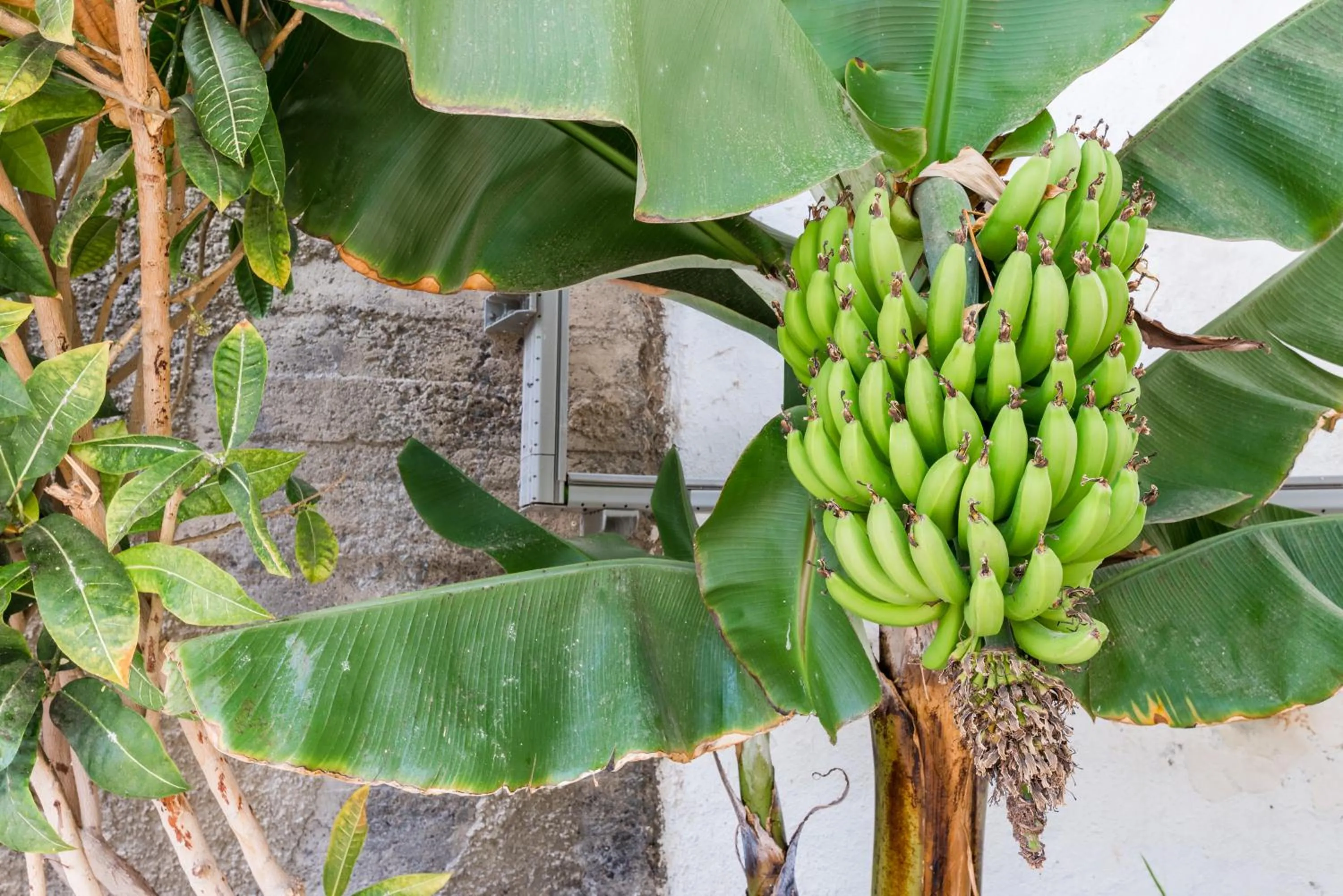 Garden in Calypso Oasis Apartments