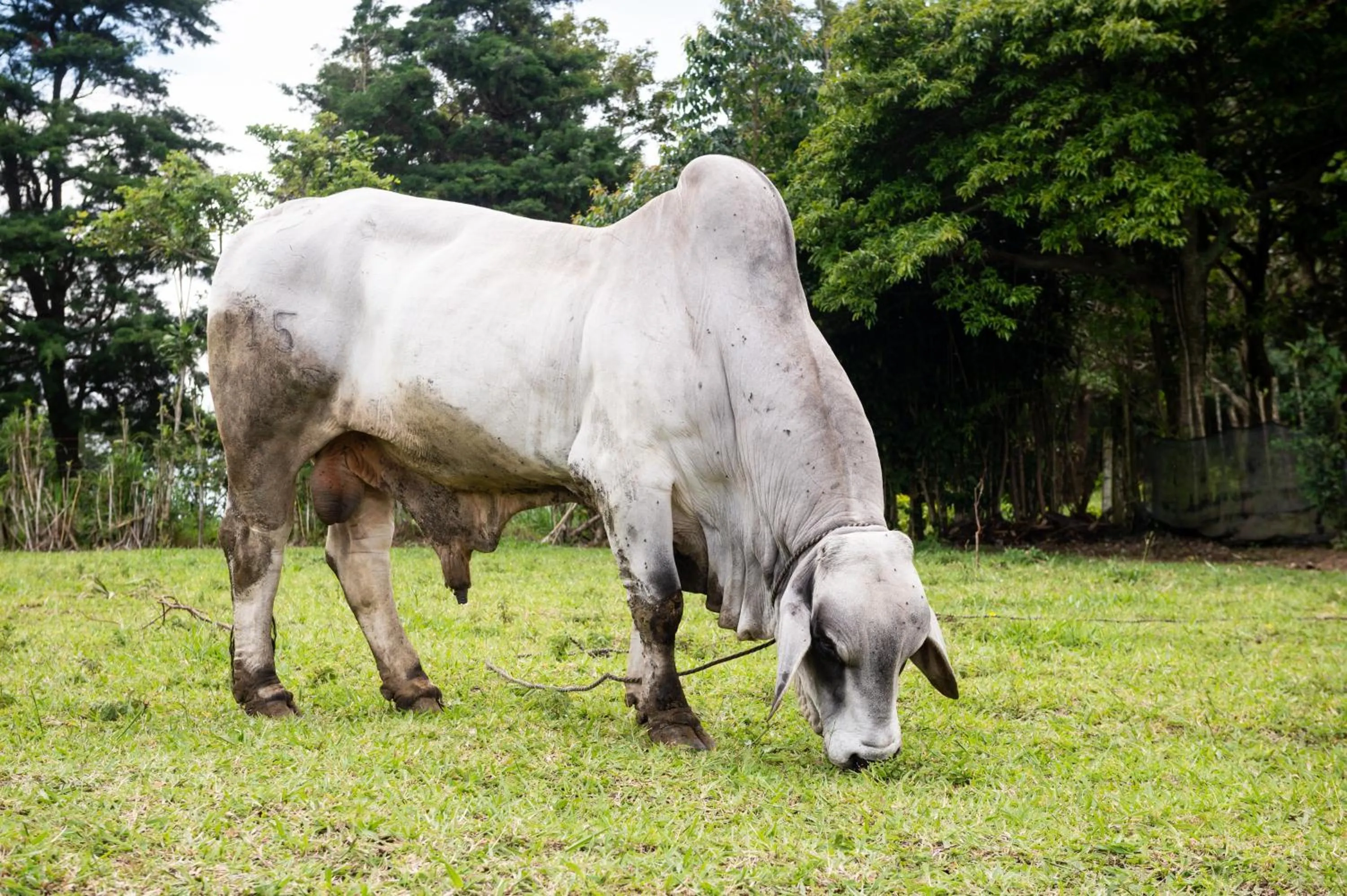 Animals in Hotel & Spa Escondite de la Montaña