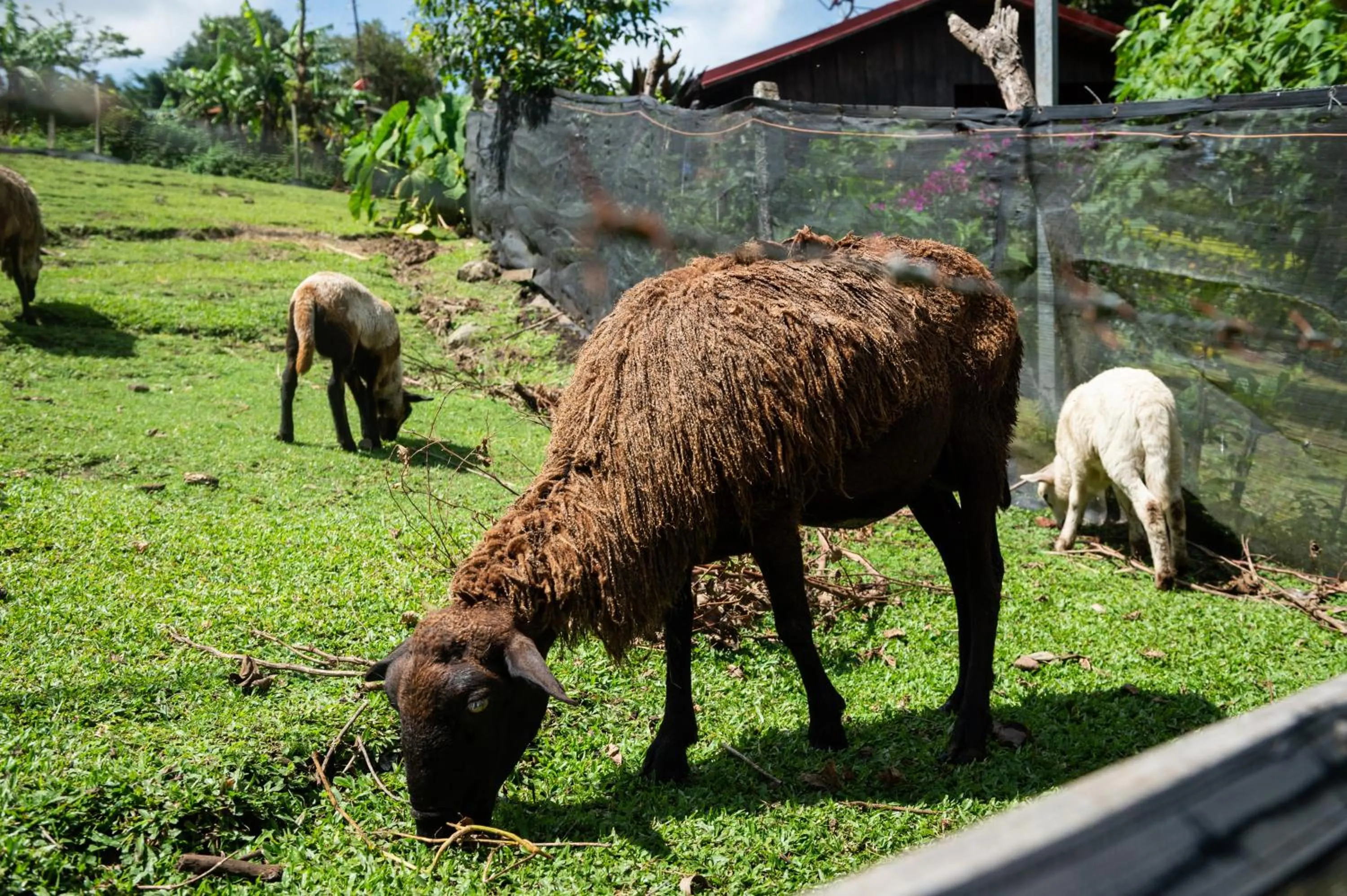 Animals in Hotel & Spa Escondite de la Montaña