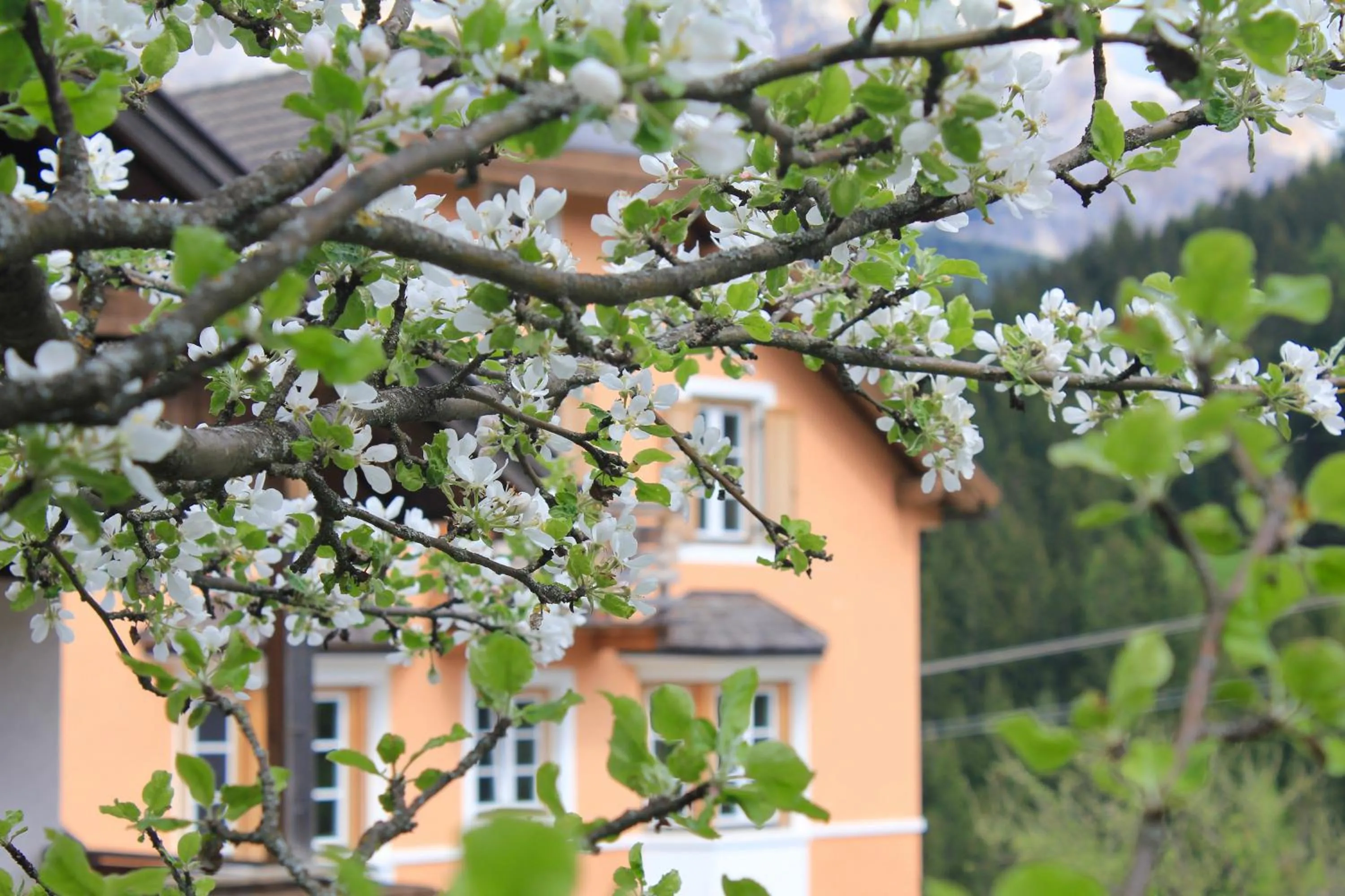 Property building in Villa Alba
