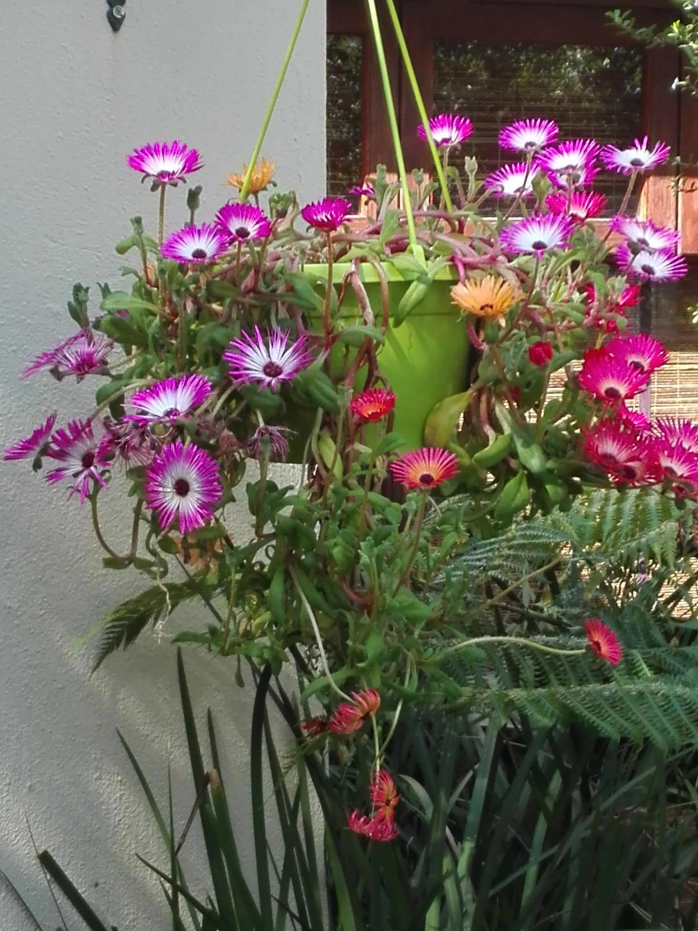 Spring in Paradise Cove