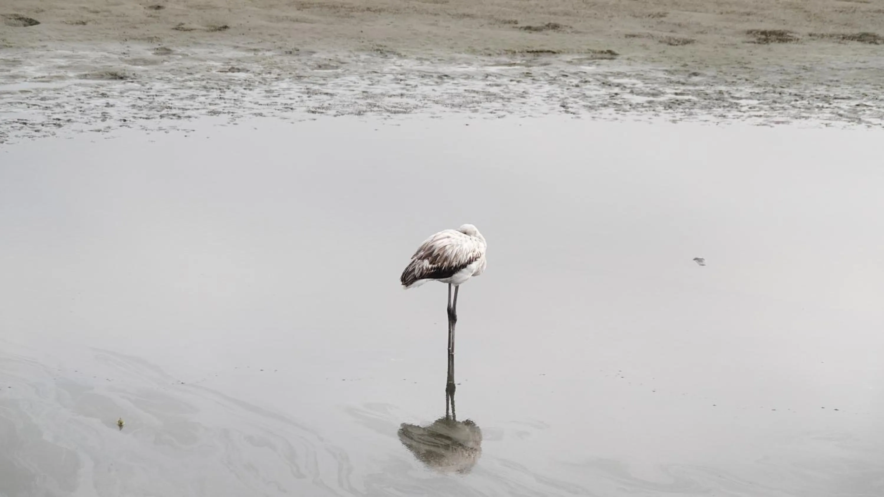 Animals in Flamingo Villas Boutique Hotel