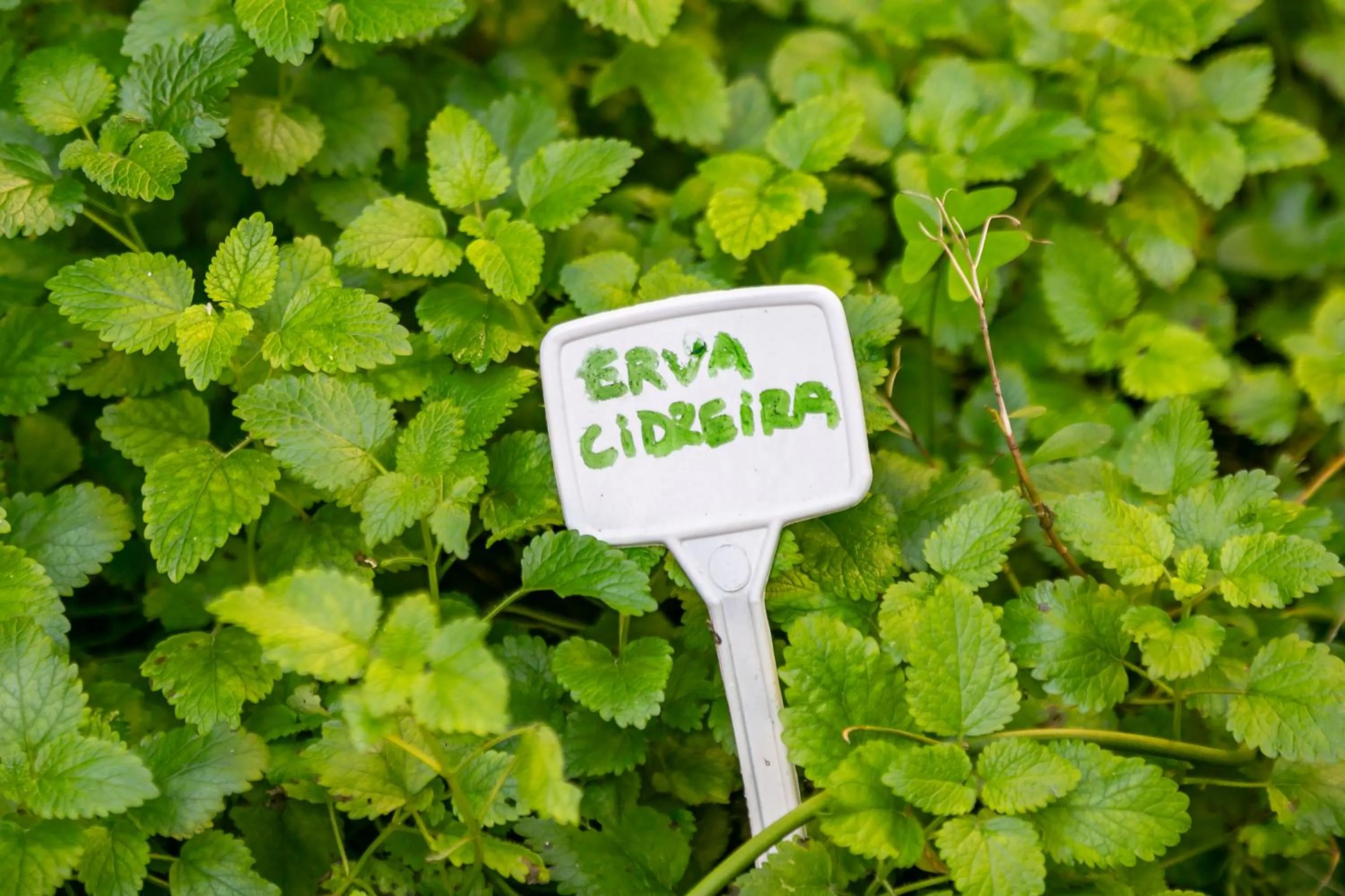 Garden in Moradas do Vale Praia do Rosa