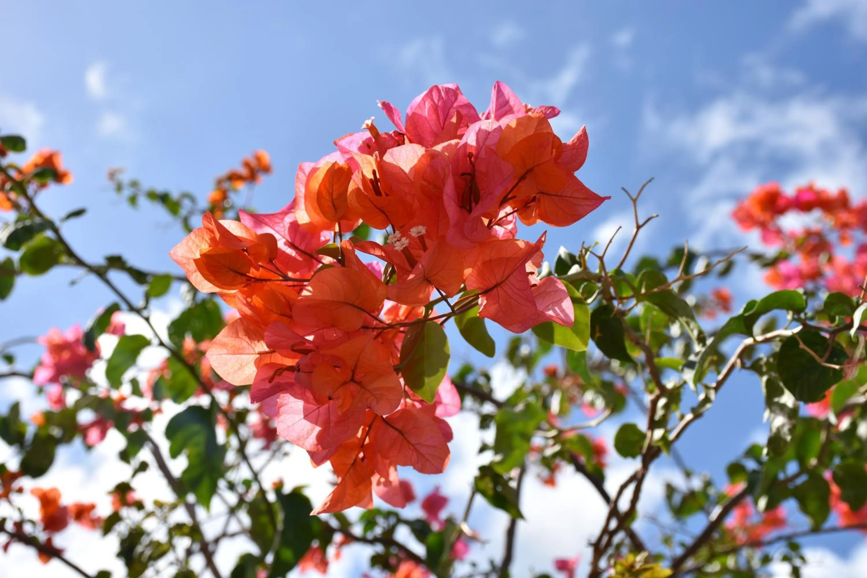 Garden in Stella Rina "Adults Only"