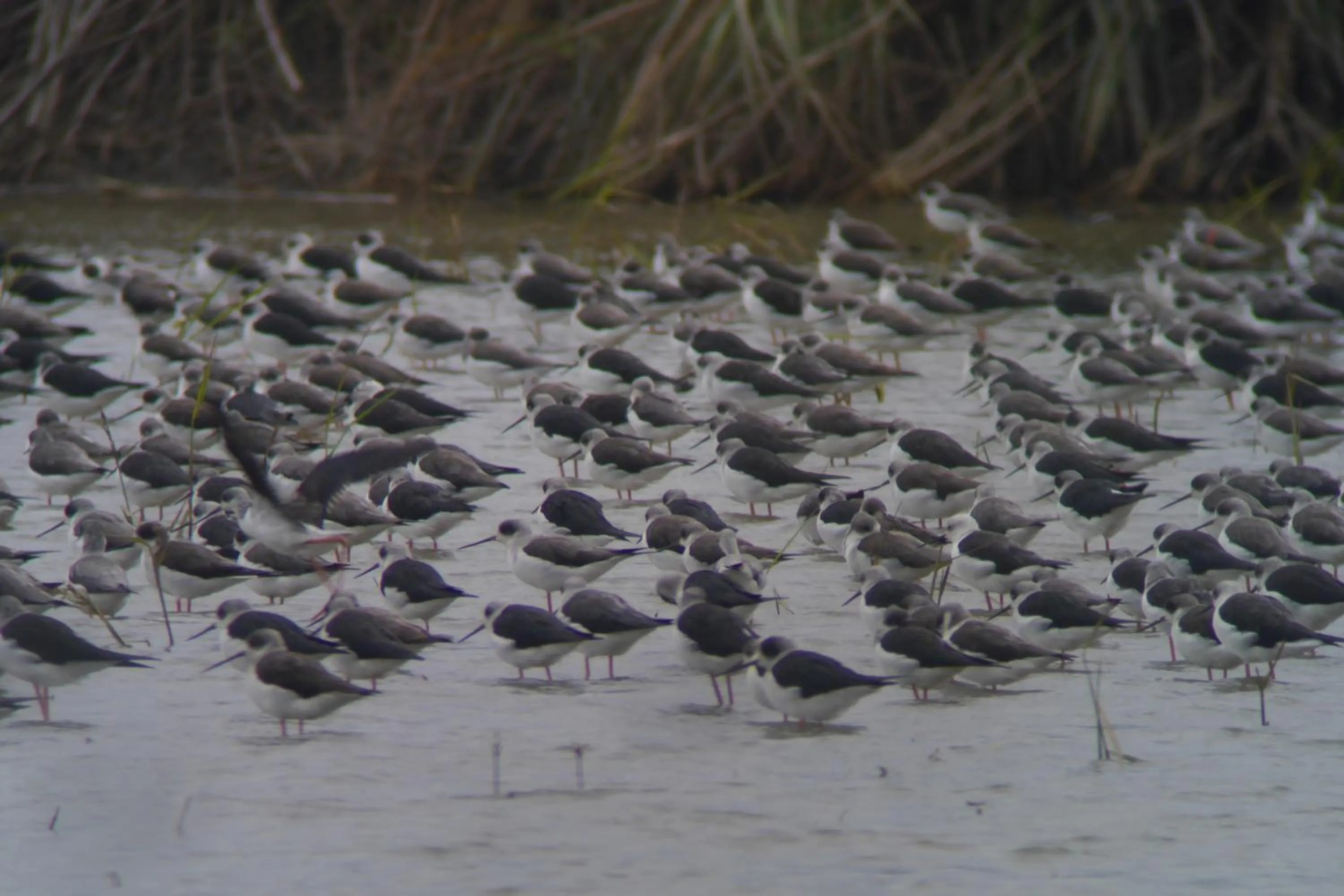 Off site in Star Shine B&B