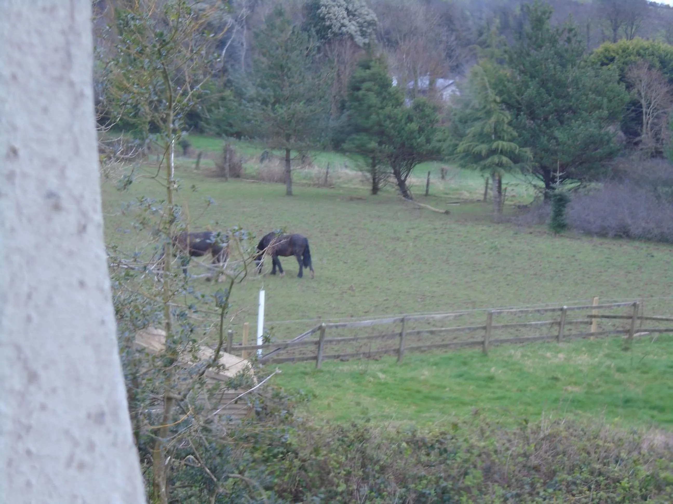 Pets in Ballynona House