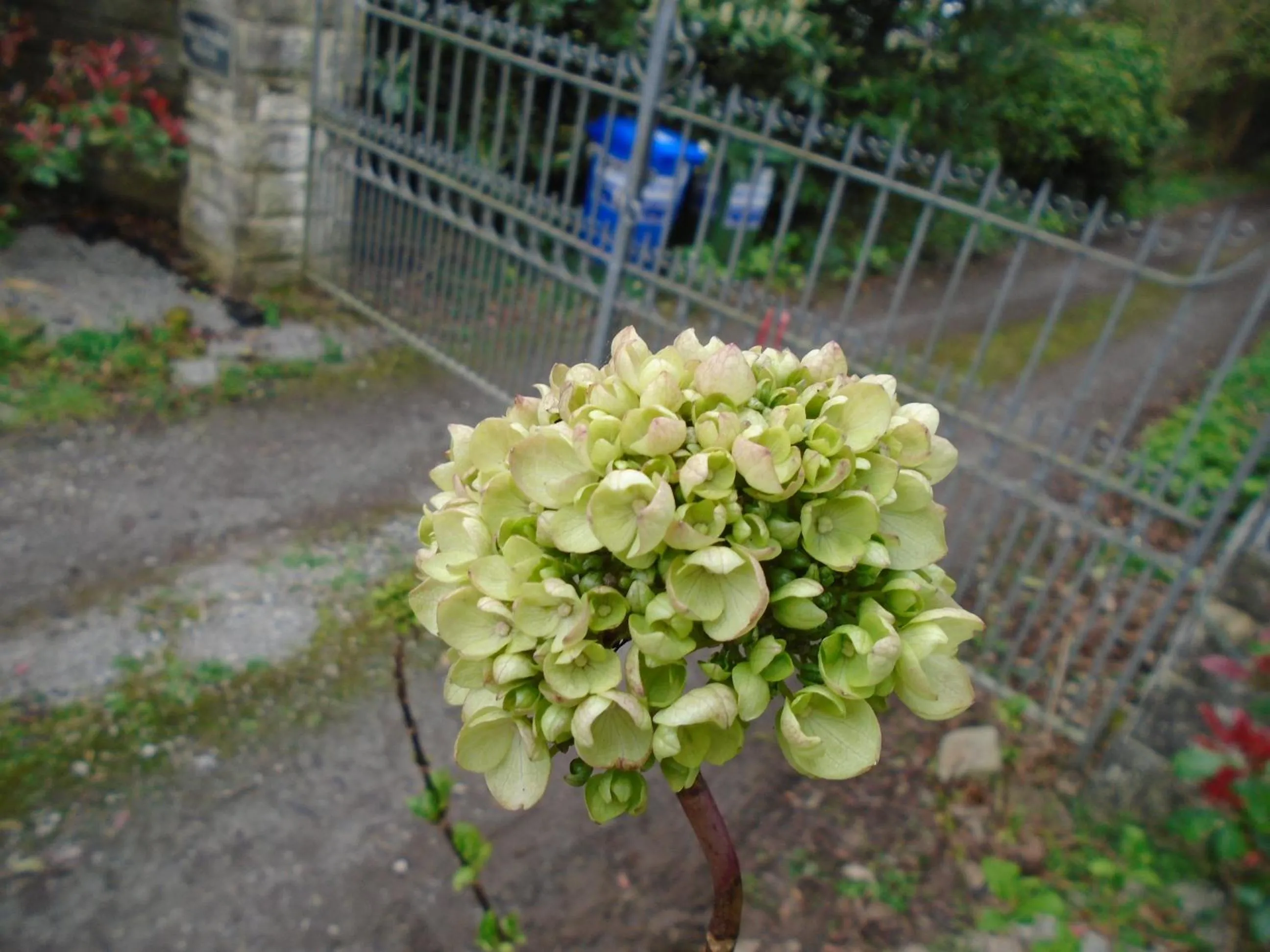 Garden in Ballynona House