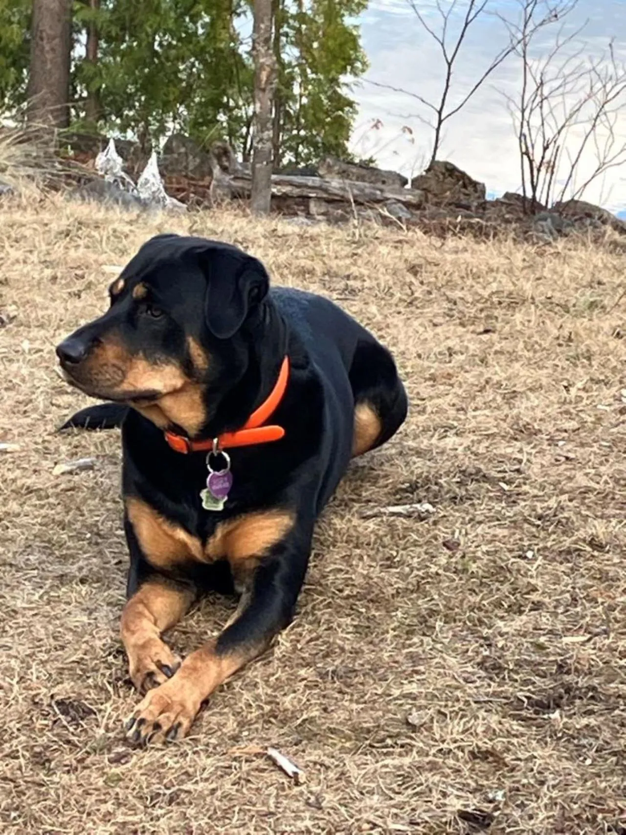 Pets in Gite du Lac Docteur