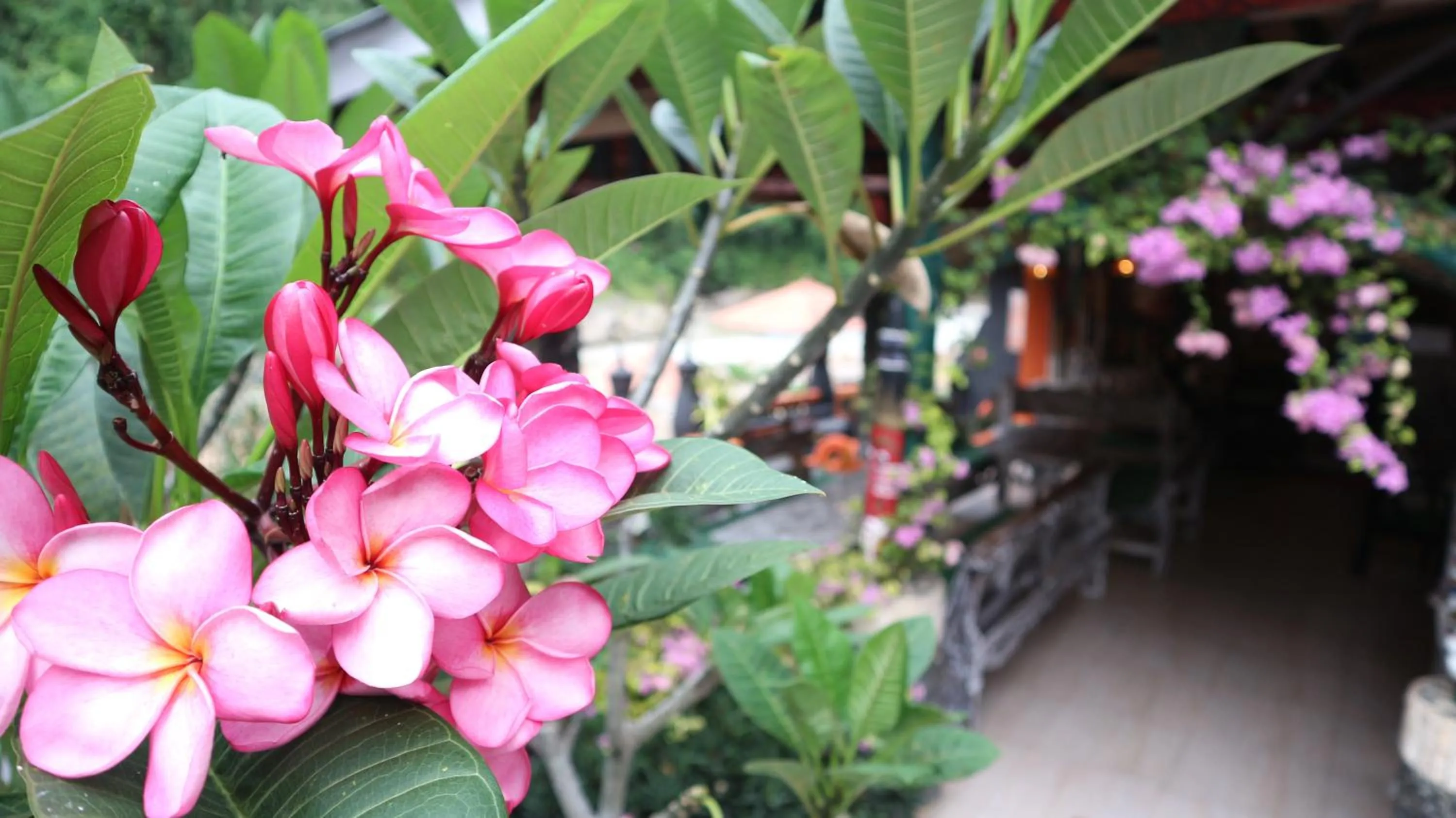 Jungle Inn Bukit lawang