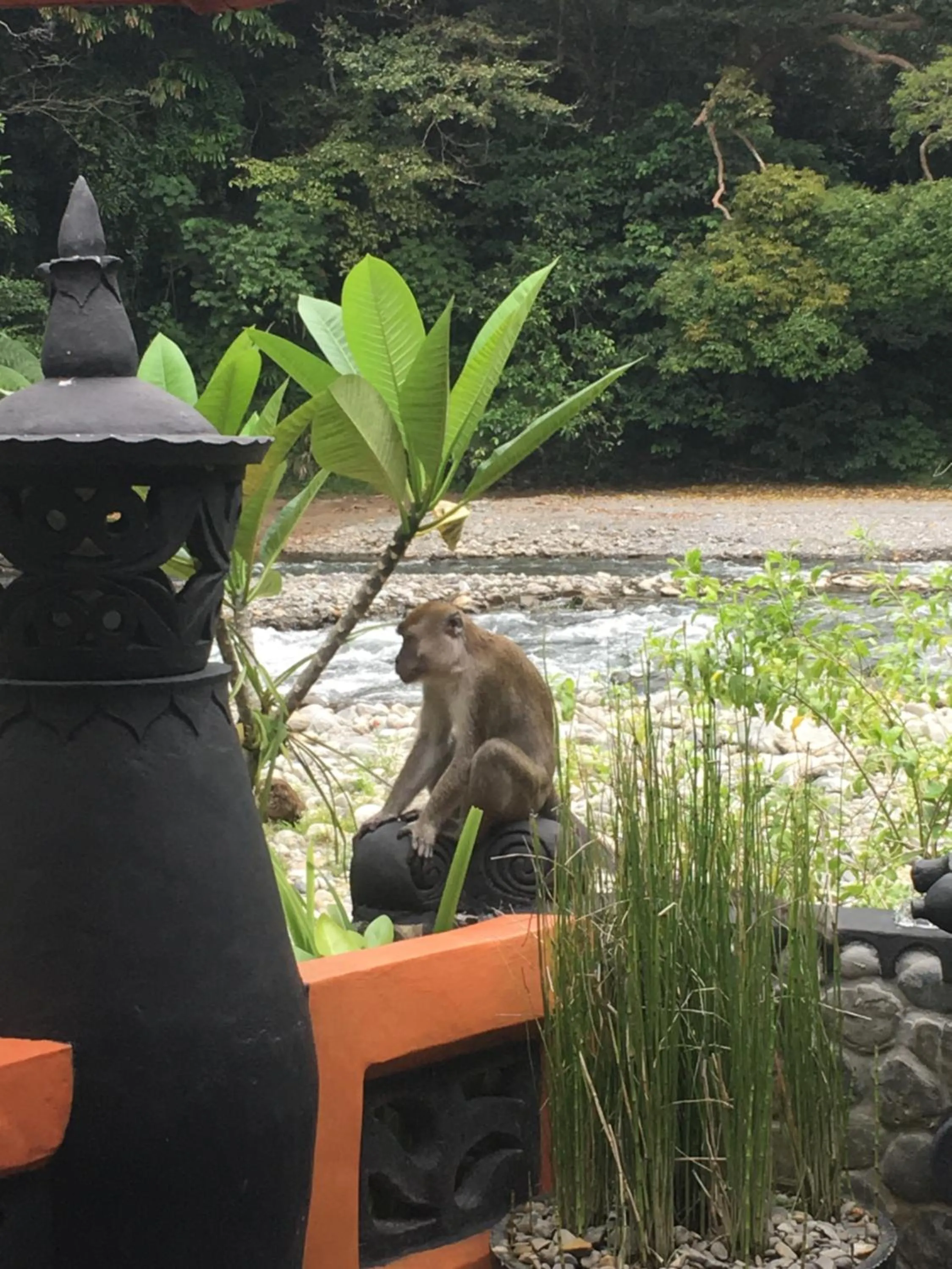 Jungle Inn Bukit lawang