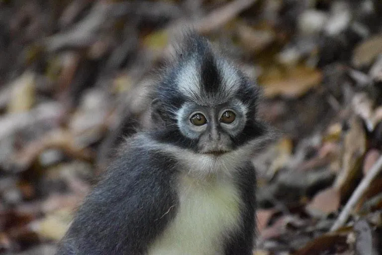 Jungle Inn Bukit lawang