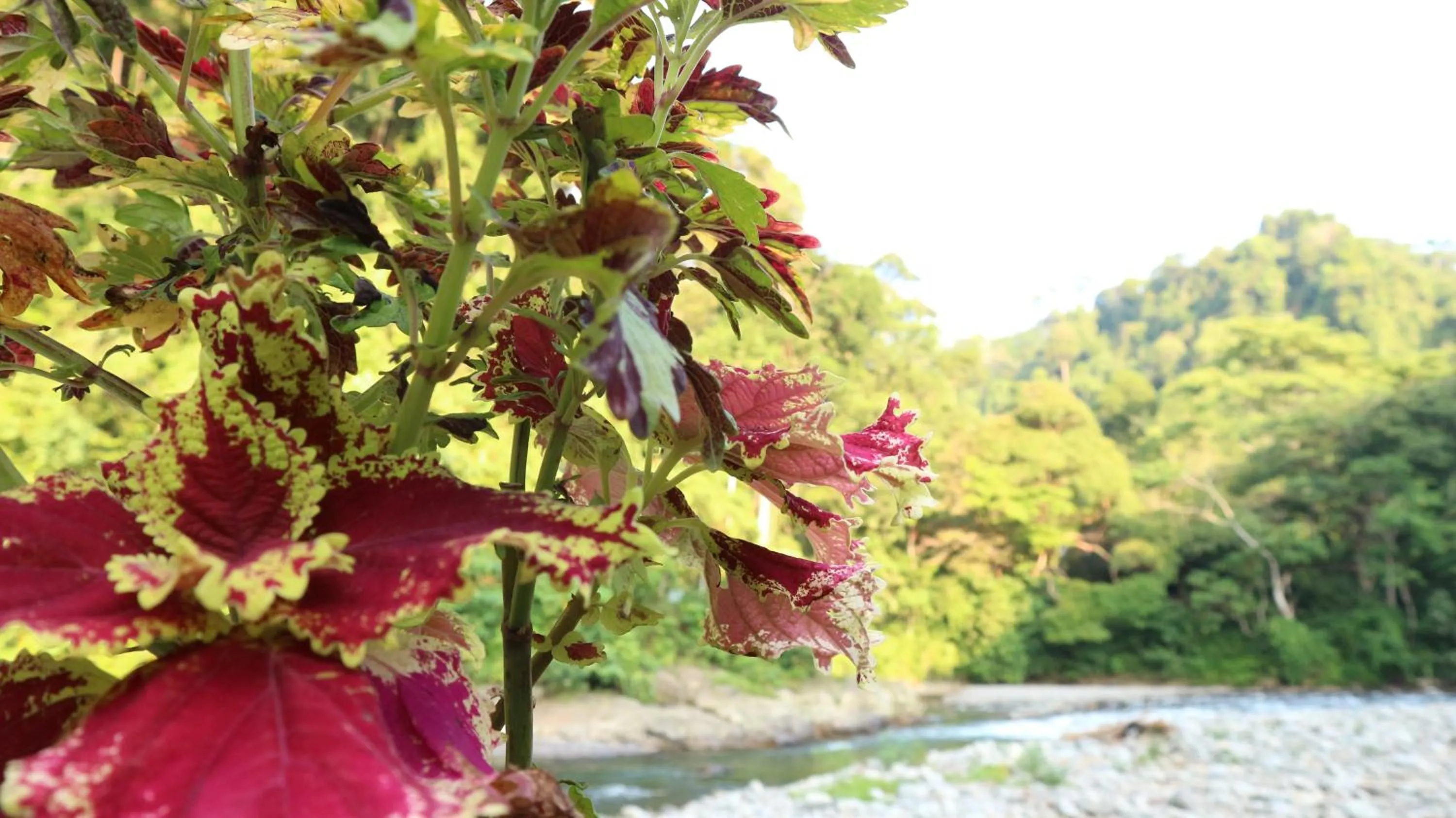 Jungle Inn Bukit lawang