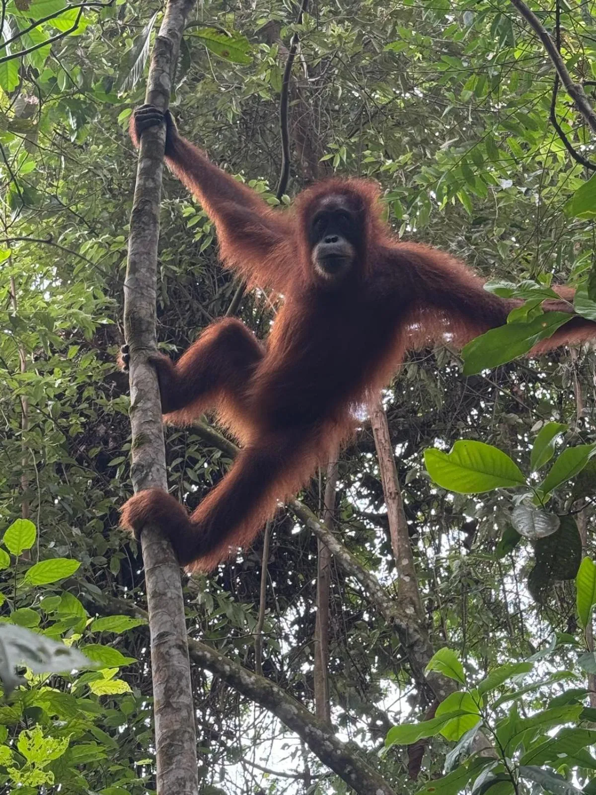Jungle Inn Bukit lawang